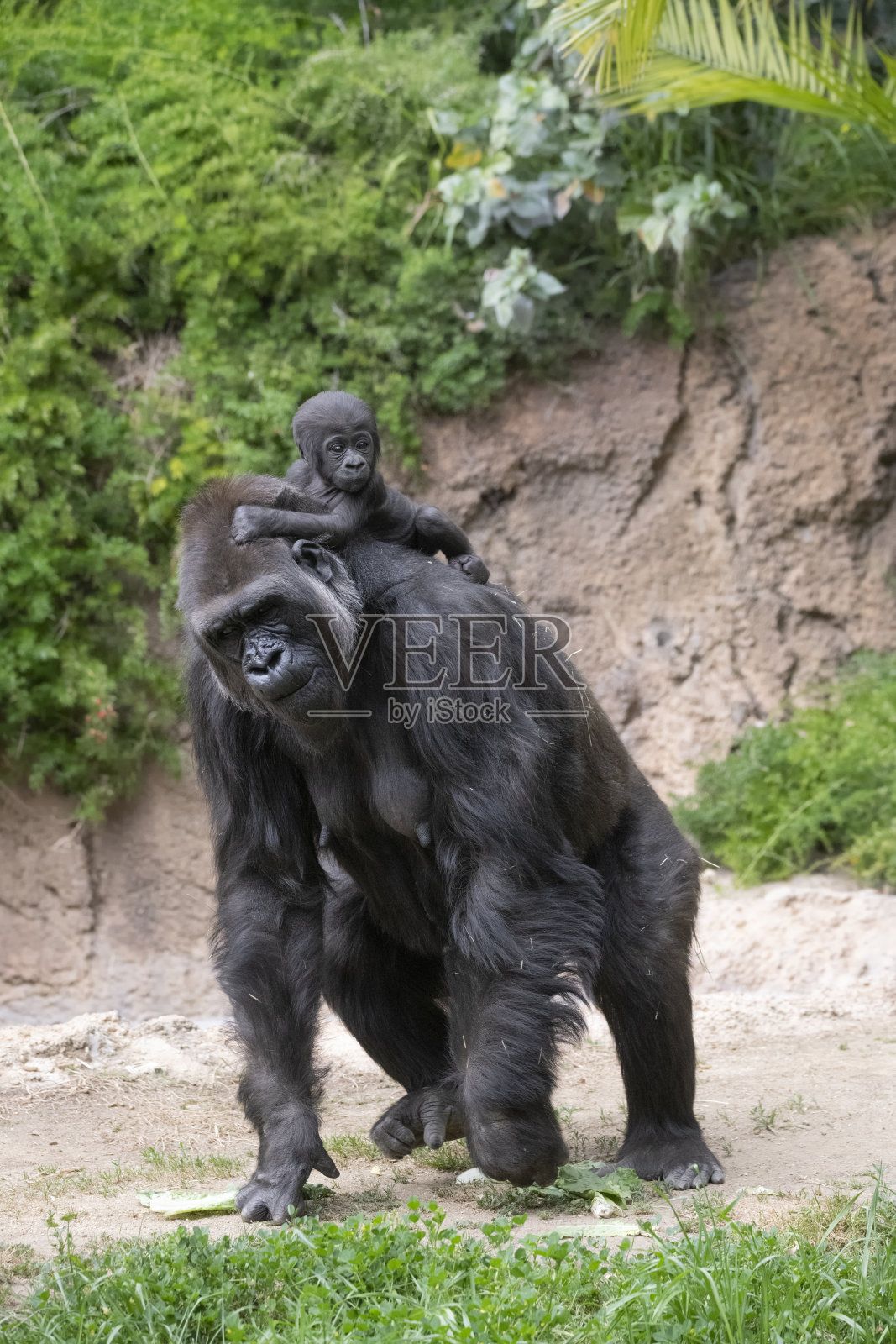 大猩猩妈妈和刚出生的婴儿骑在背上照片摄影图片