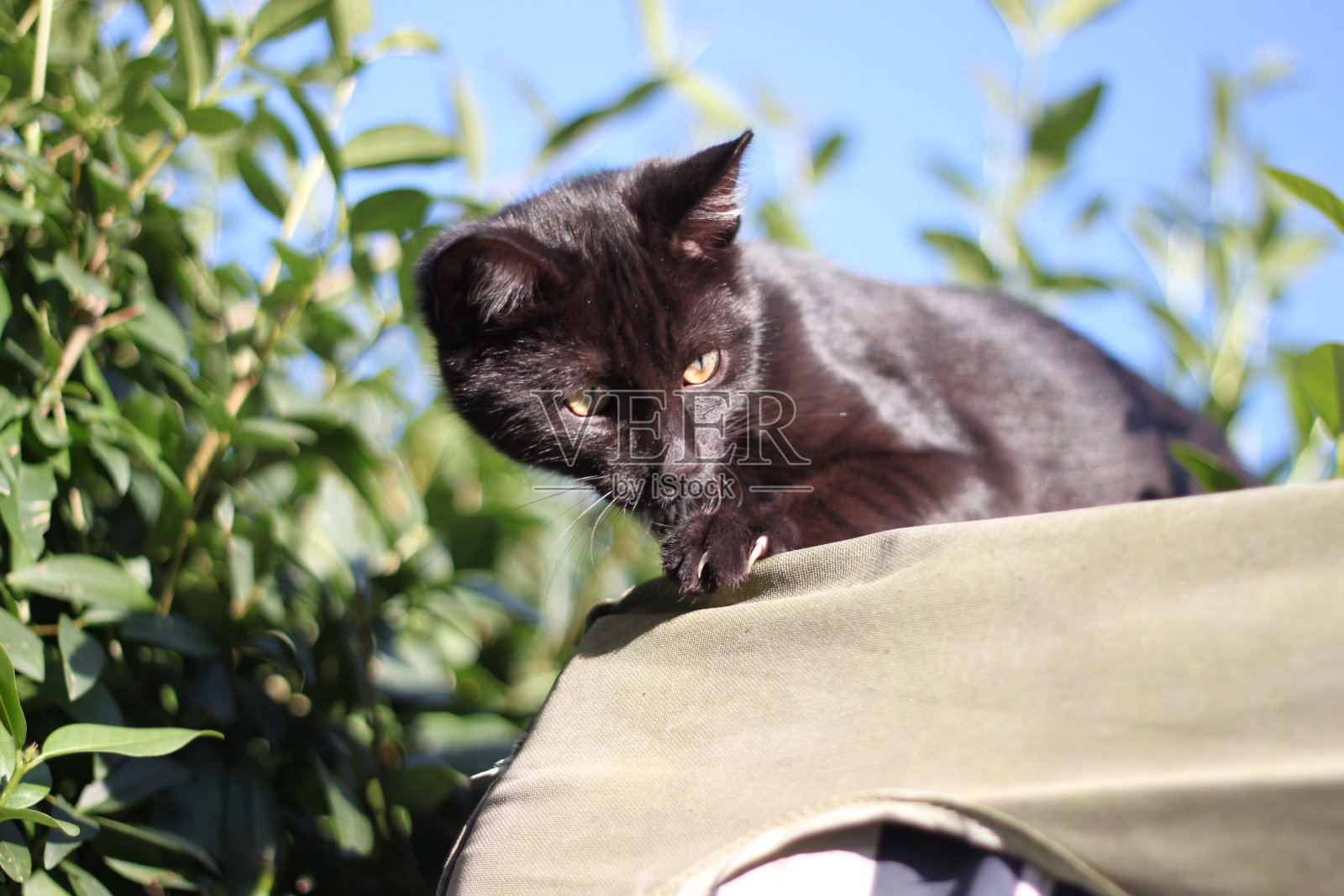 黑猫看上去照片摄影图片