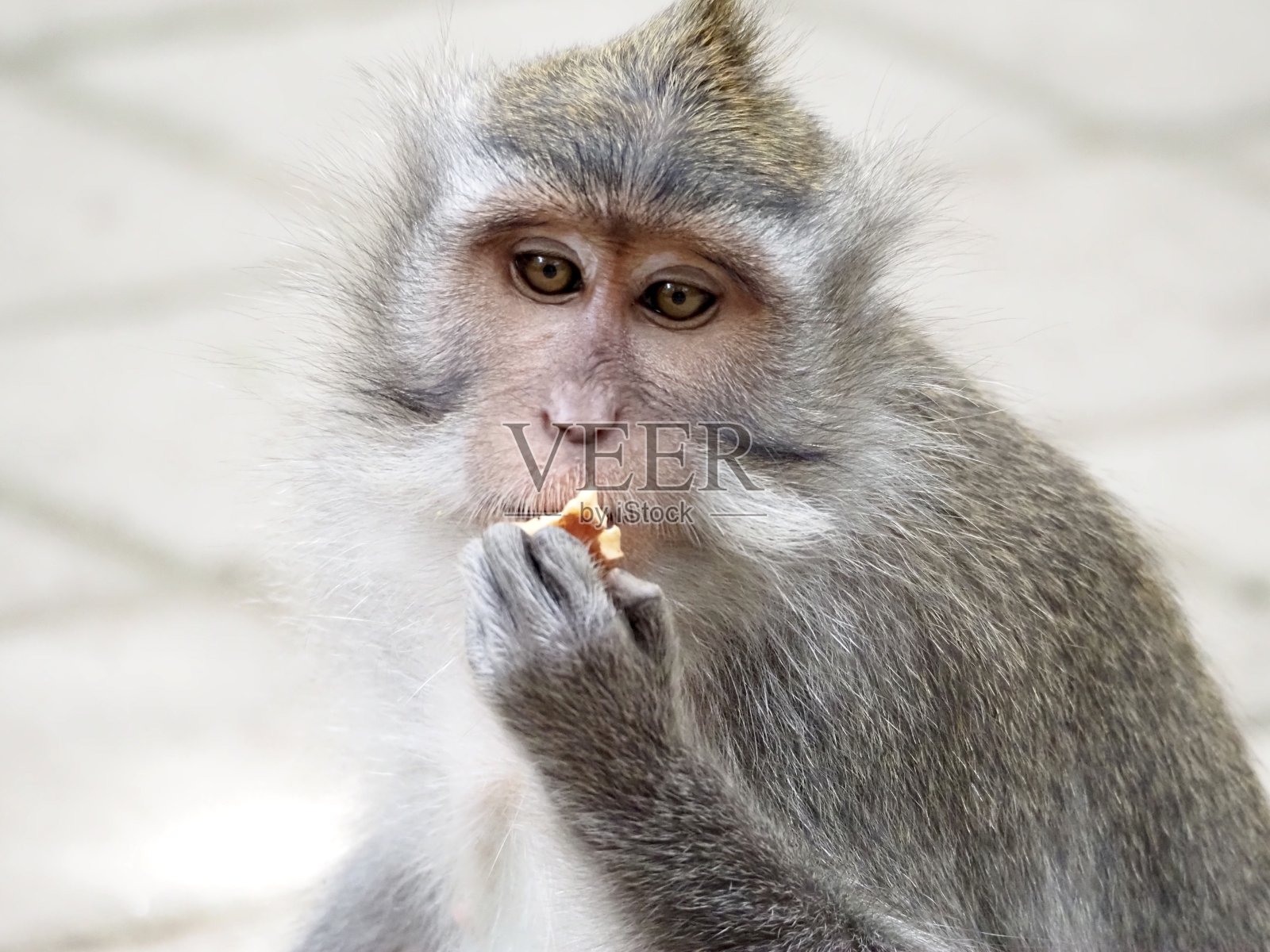 猕猴吃红薯照片摄影图片