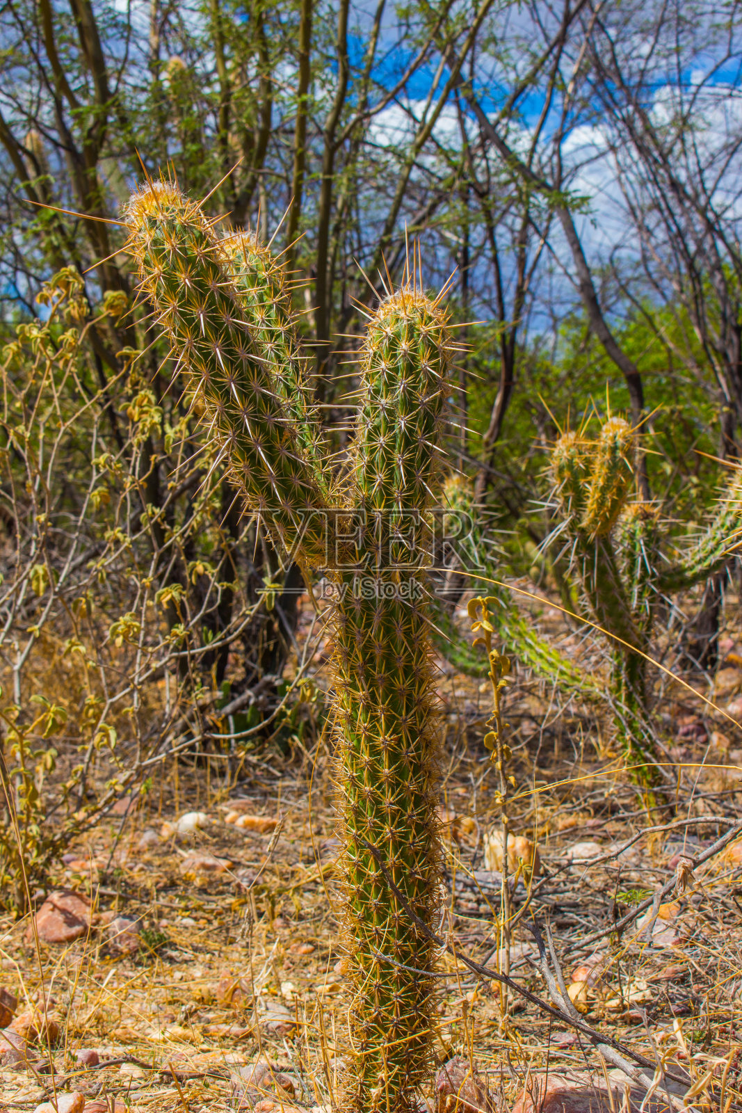 巴西的一种沙漠植物照片摄影图片
