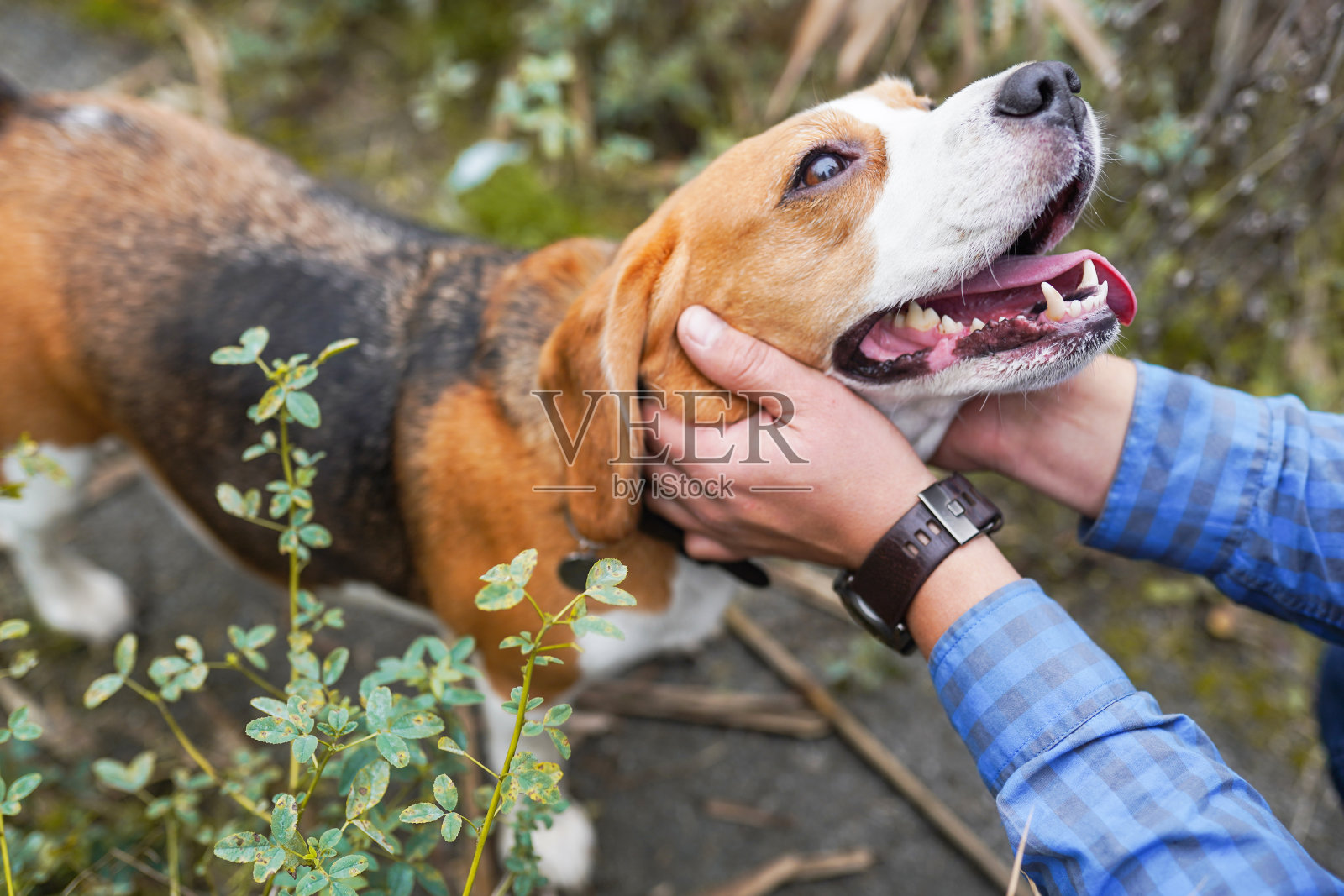 当主人在户外的绿草地上玩耍时，他的手抚摸着小猎犬照片摄影图片