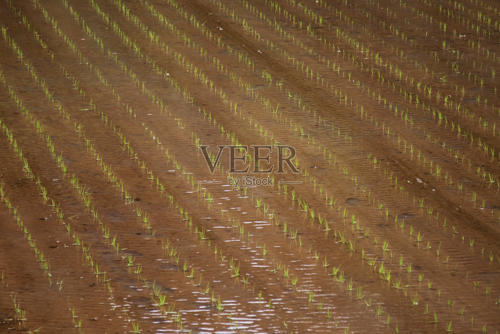 稻田照片摄影图片