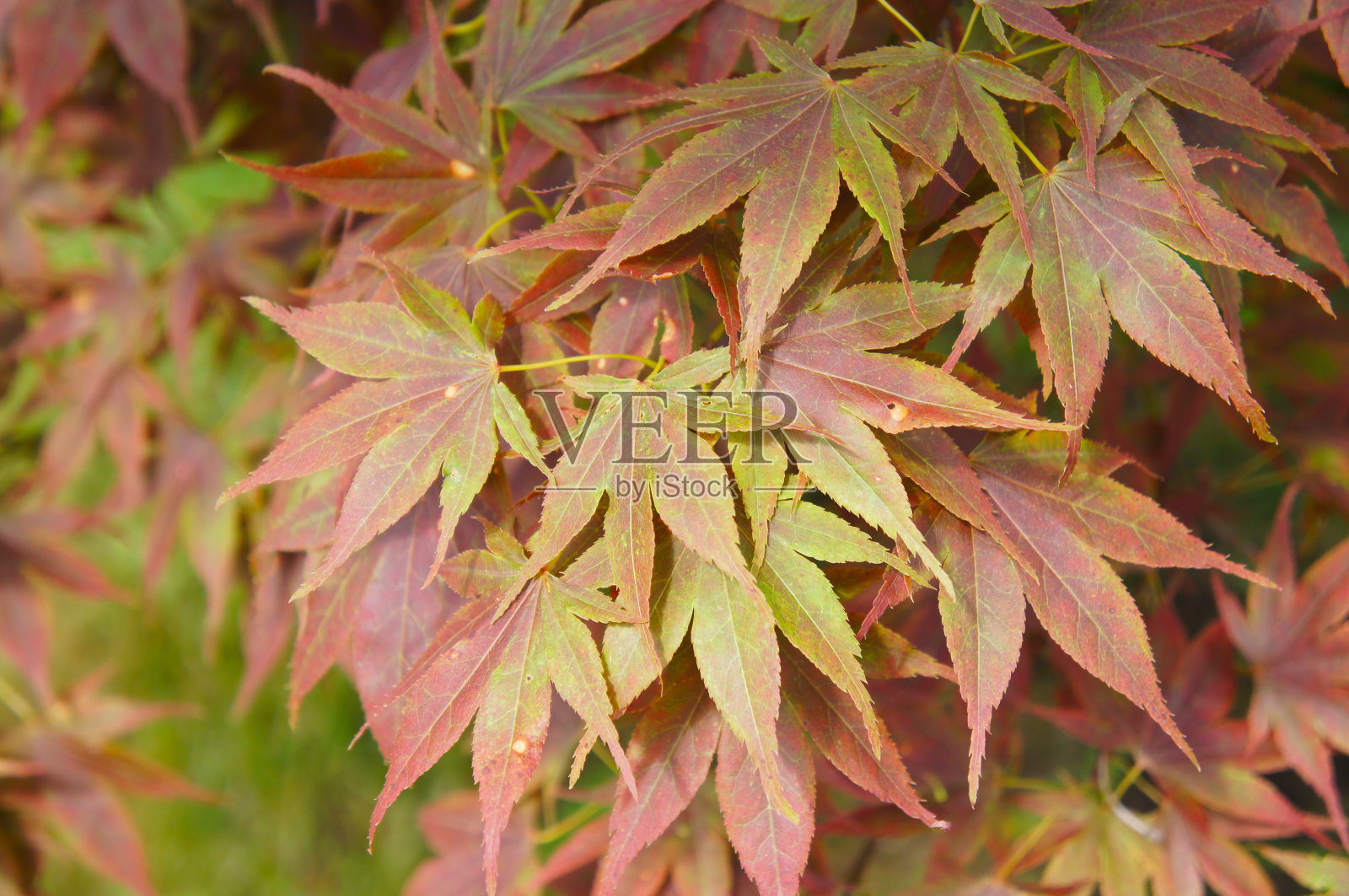 红枫的绿色和红色叶子照片摄影图片