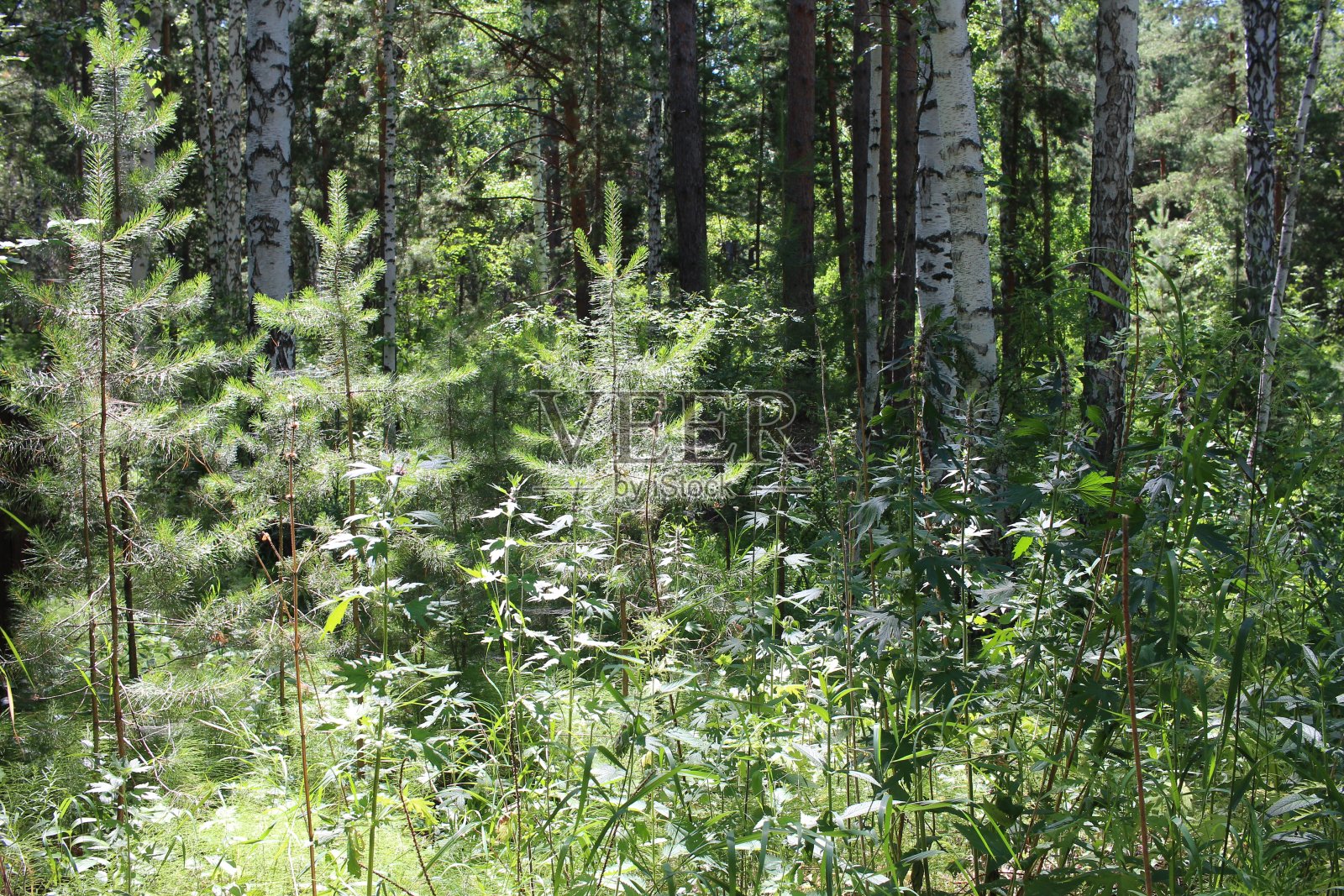 森林里的树木在夏天的阳光下绿叶照片摄影图片