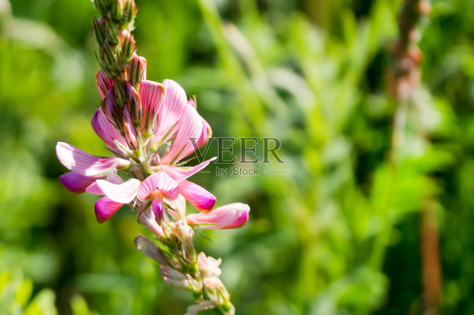粉红色的野花花蕾上的背景是绿色的草特写。照片摄影图片