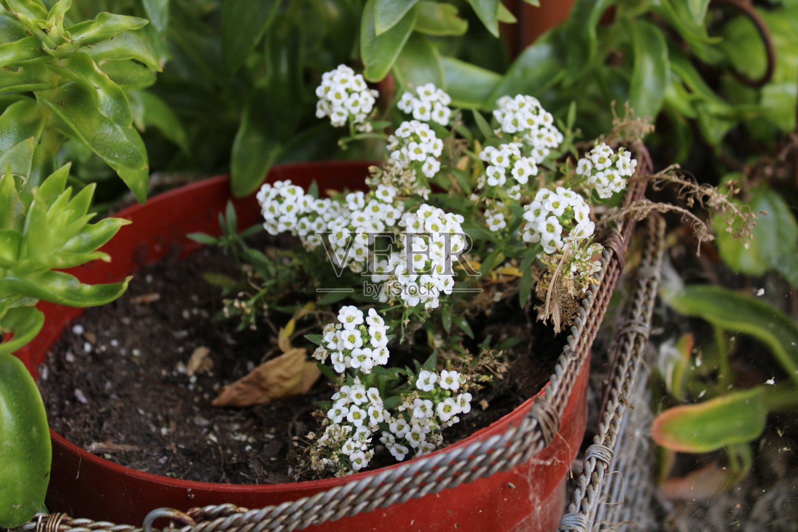 奶奶的花园照片摄影图片