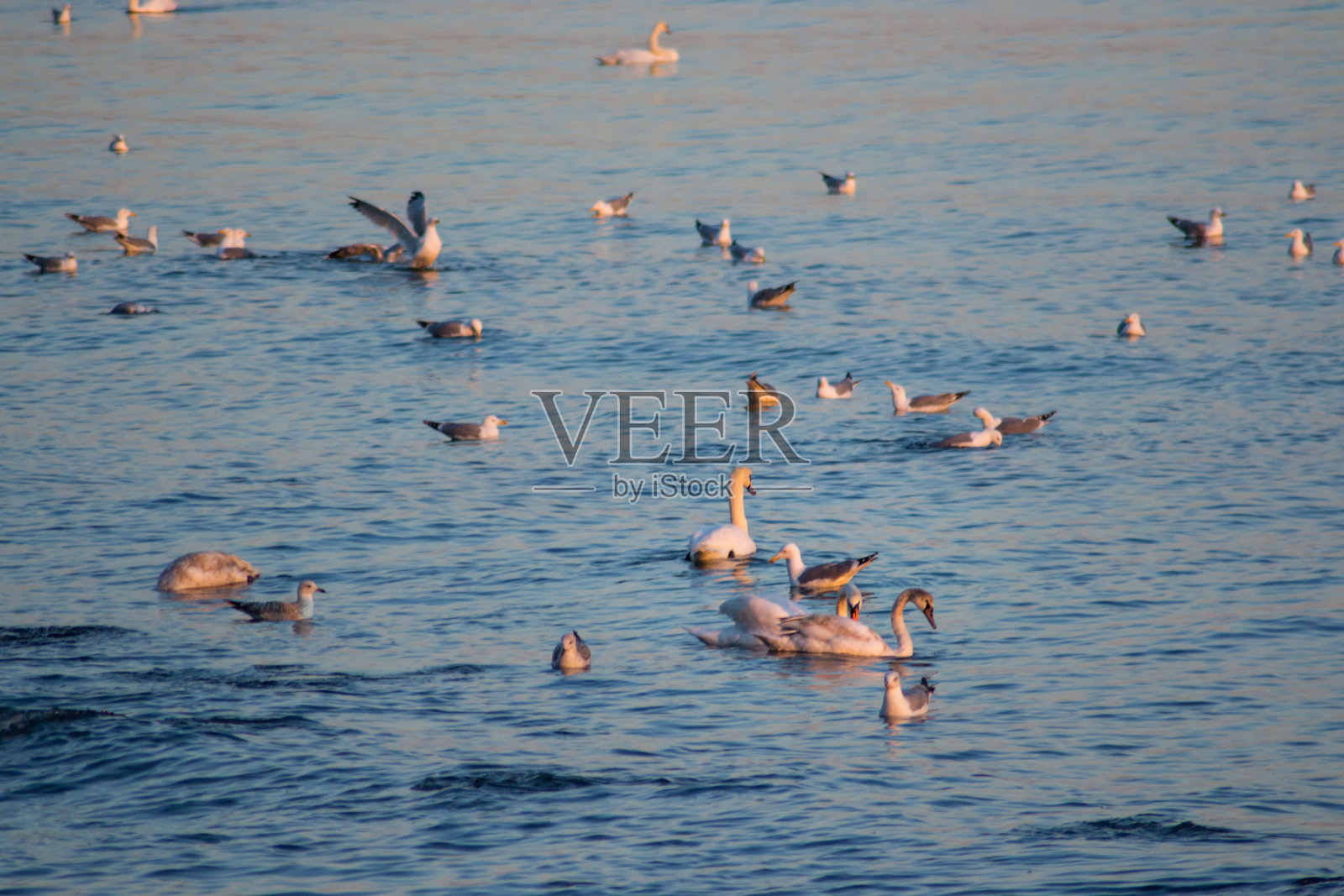 天鹅和海鸥在水中，日落时分，五彩缤纷的水域，水生动物，天鹅与头在水中照片摄影图片