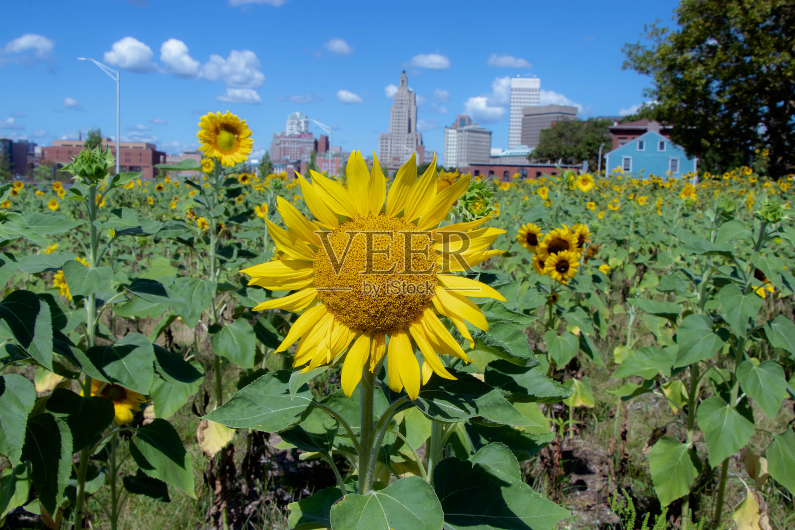 Pvd向日葵照片摄影图片