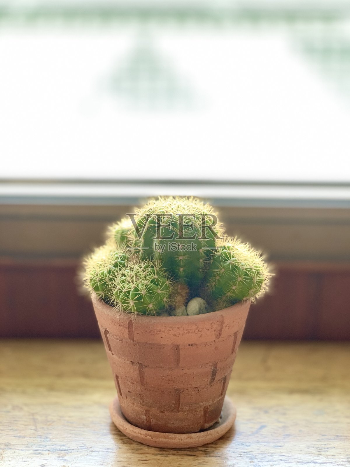 仙人掌照片摄影图片