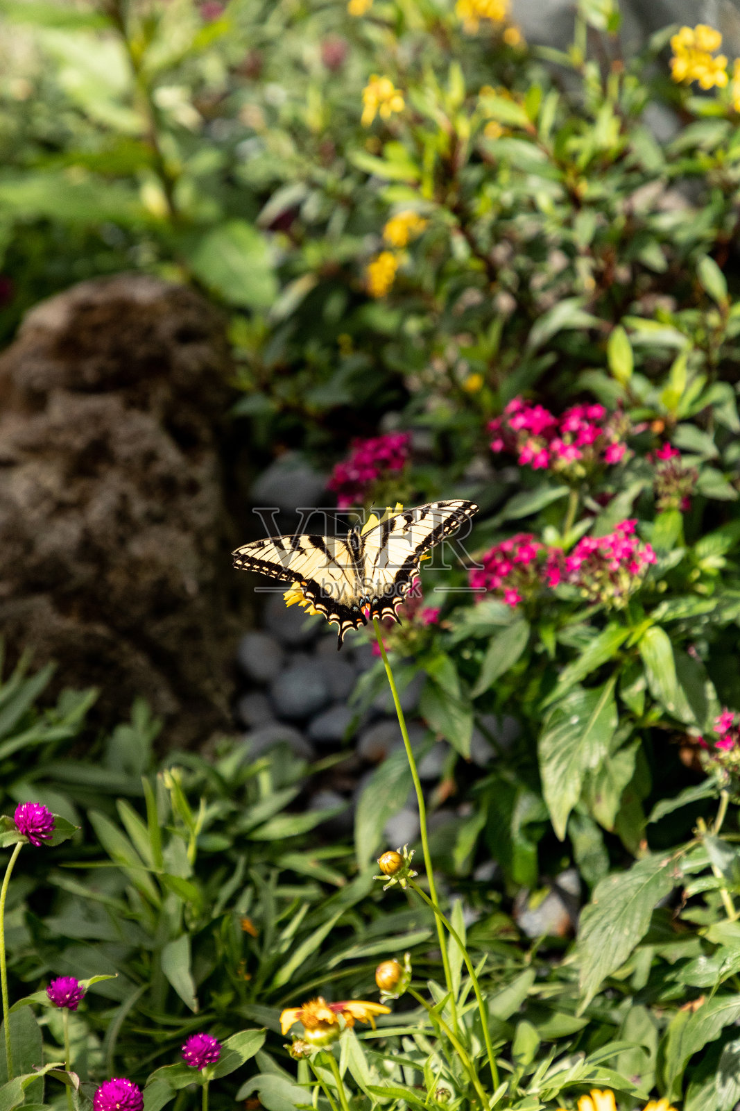 八角燕尾蝶照片摄影图片