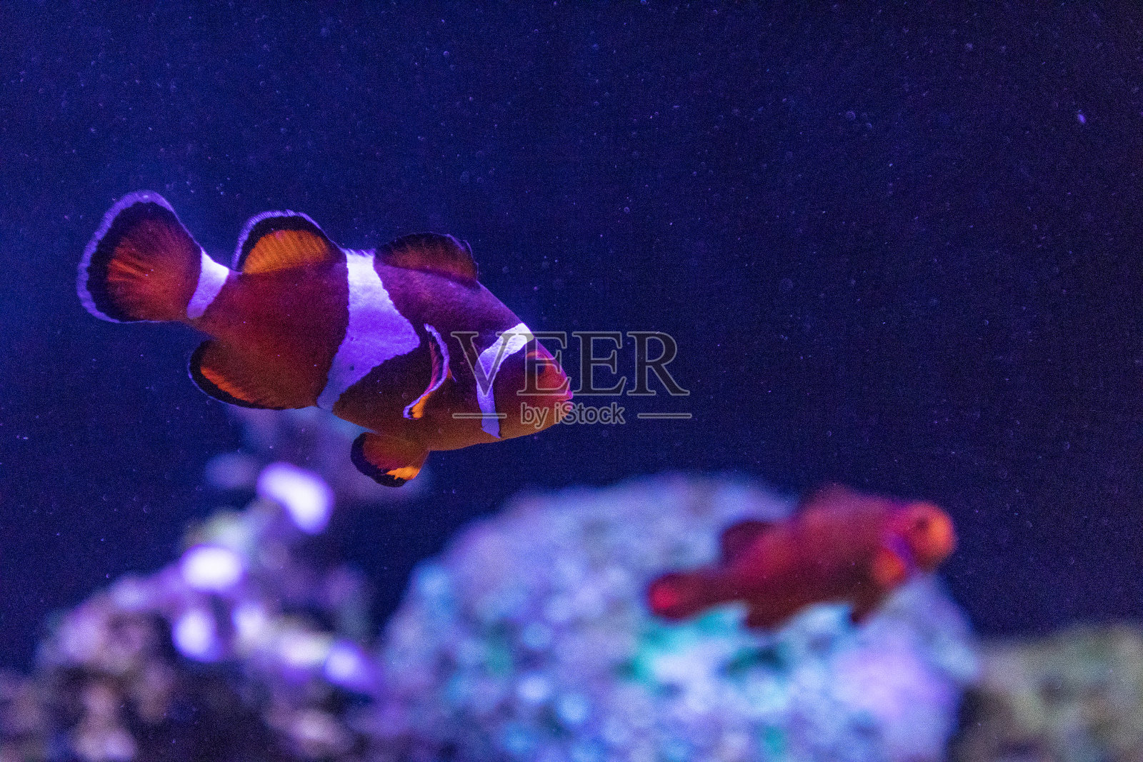 小丑鱼或海葵鱼照片摄影图片