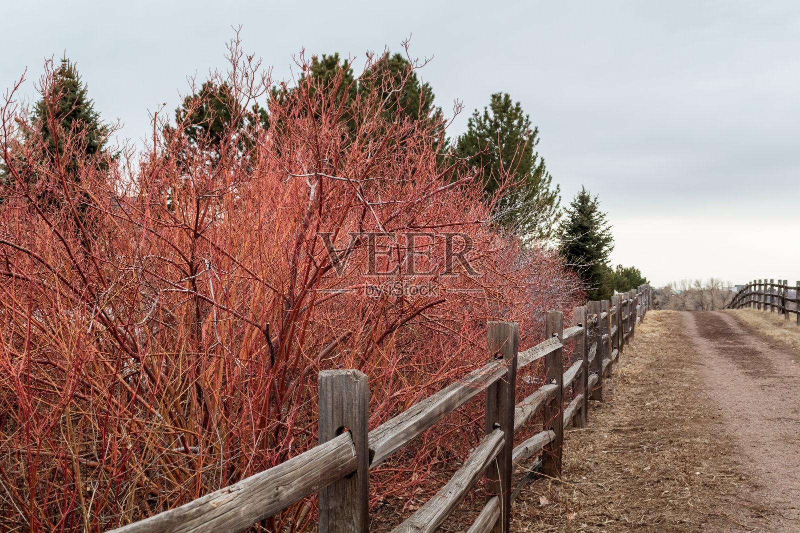 绿林村(Greenwood Village)高线运河小道(High Line Canal Trail)的一侧，红色的光秃秃的灌木丛和篱笆照片摄影图片