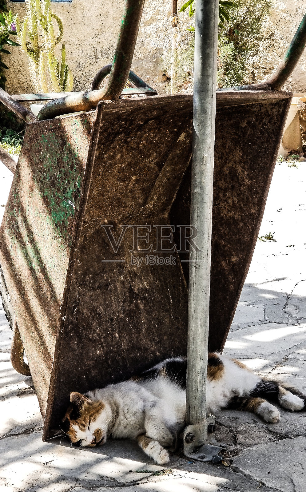 在树荫下打盹照片摄影图片