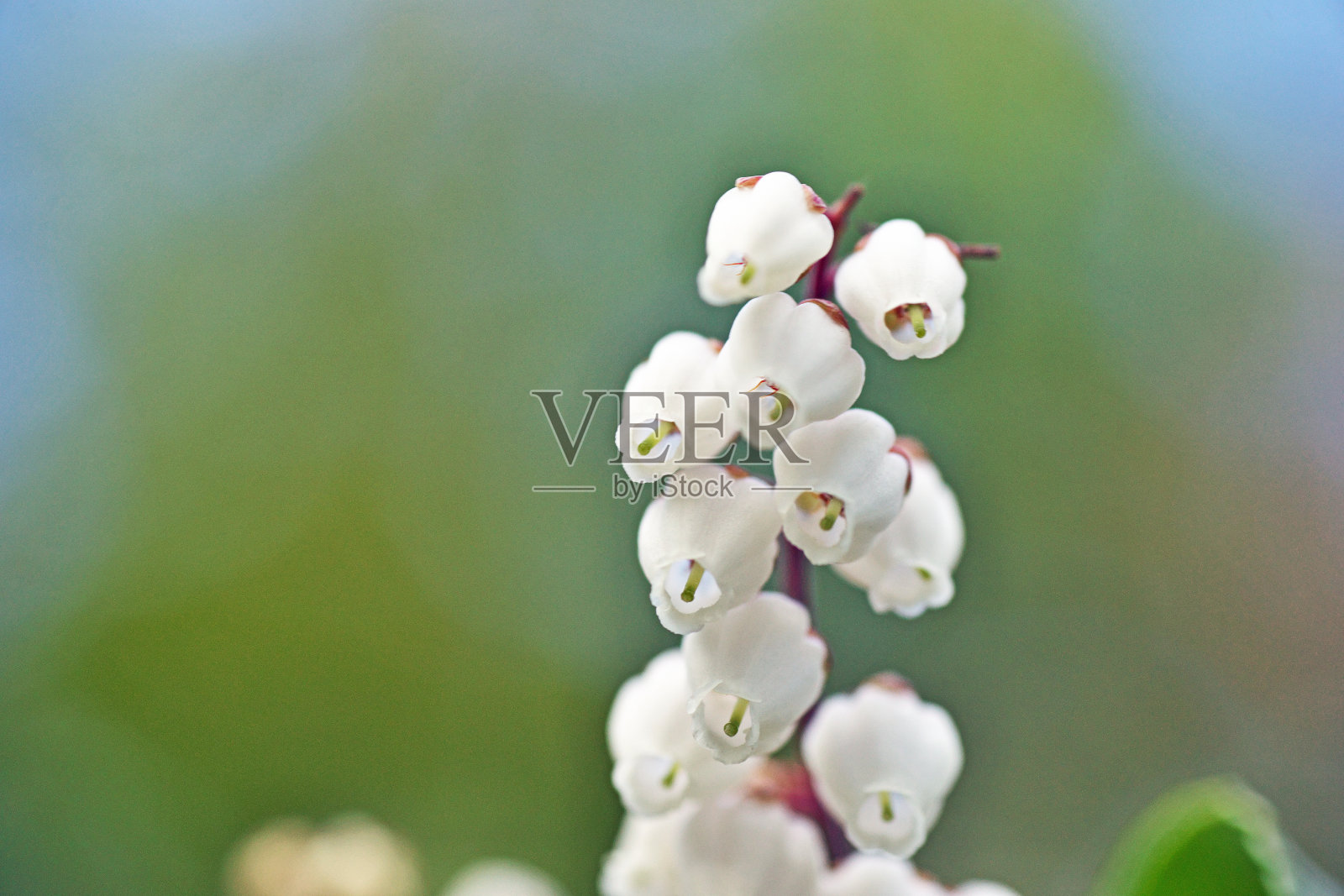 日本梫木花照片摄影图片