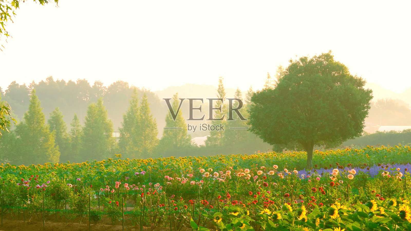 一片向日葵田。照片摄影图片