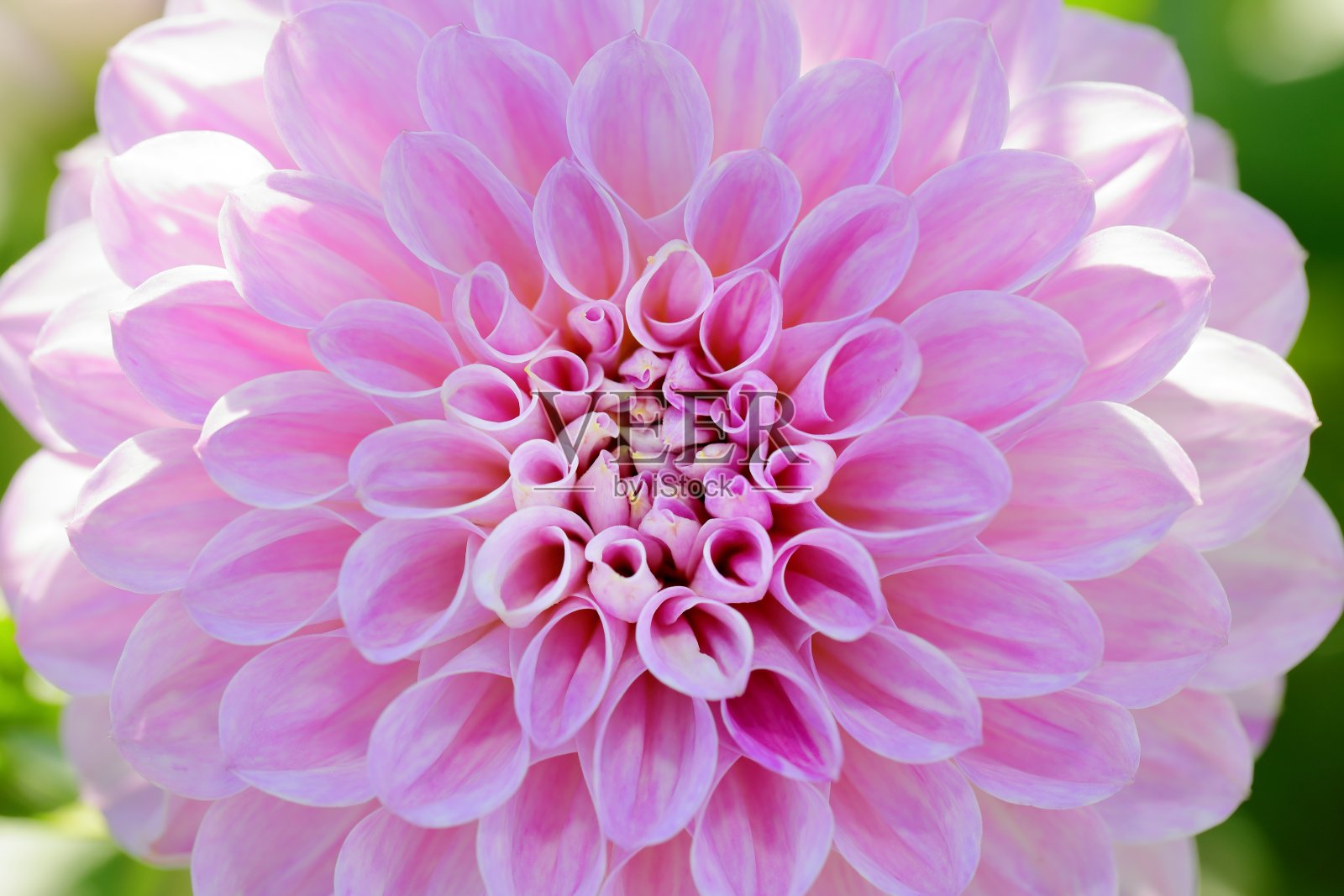 日本奈良的大丽花照片摄影图片