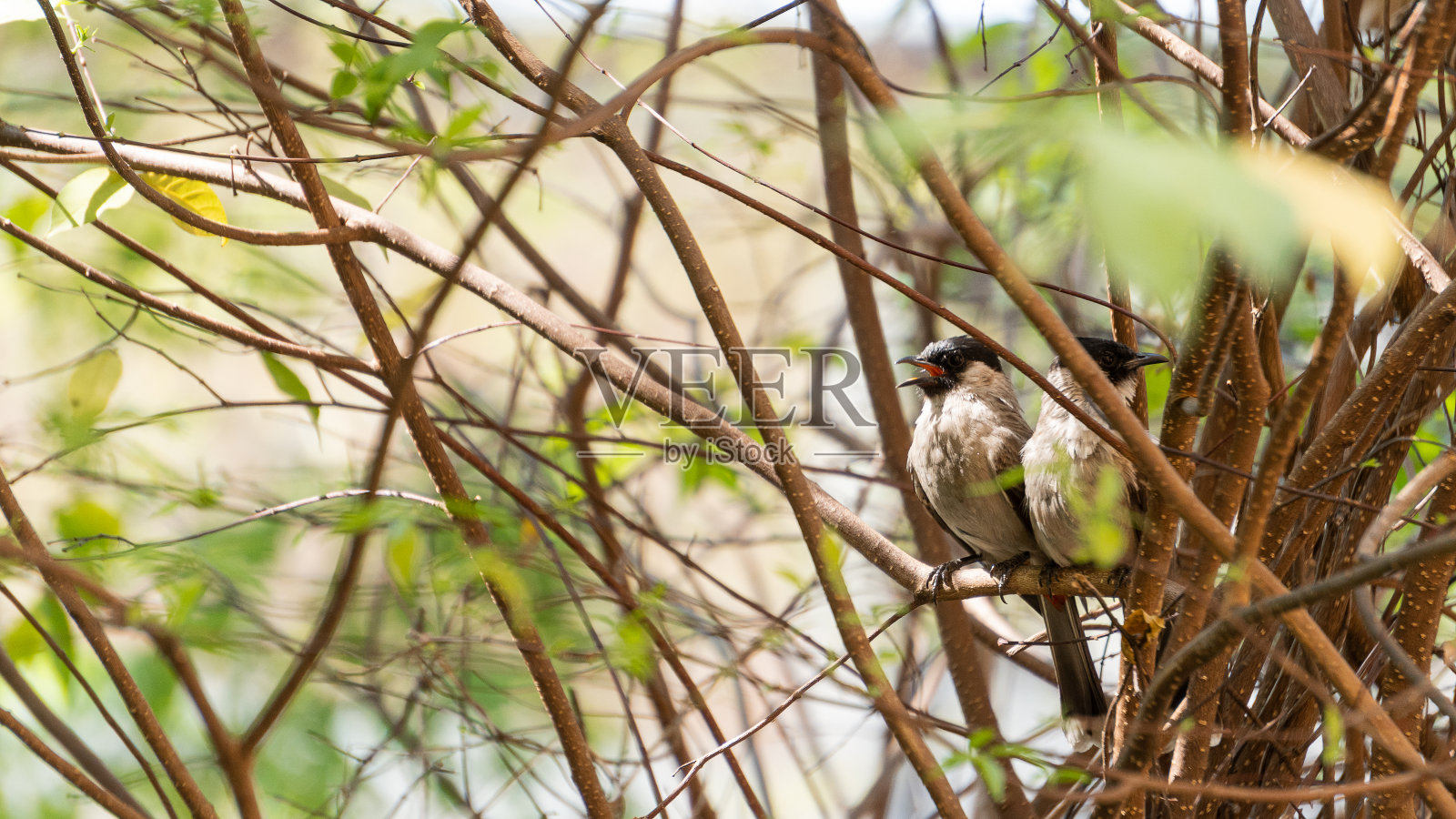 2只小鸟在树上，树枝和橙色的光照片摄影图片