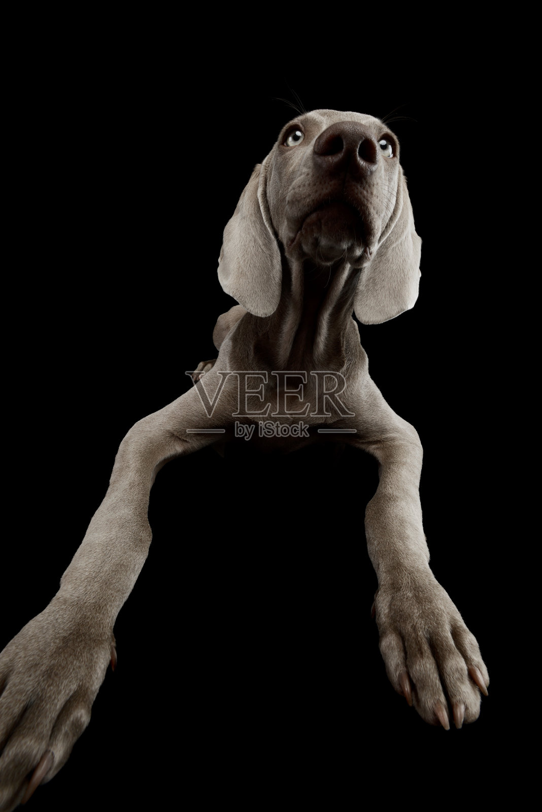 一个美丽的魏玛猎犬的摄影照片摄影图片