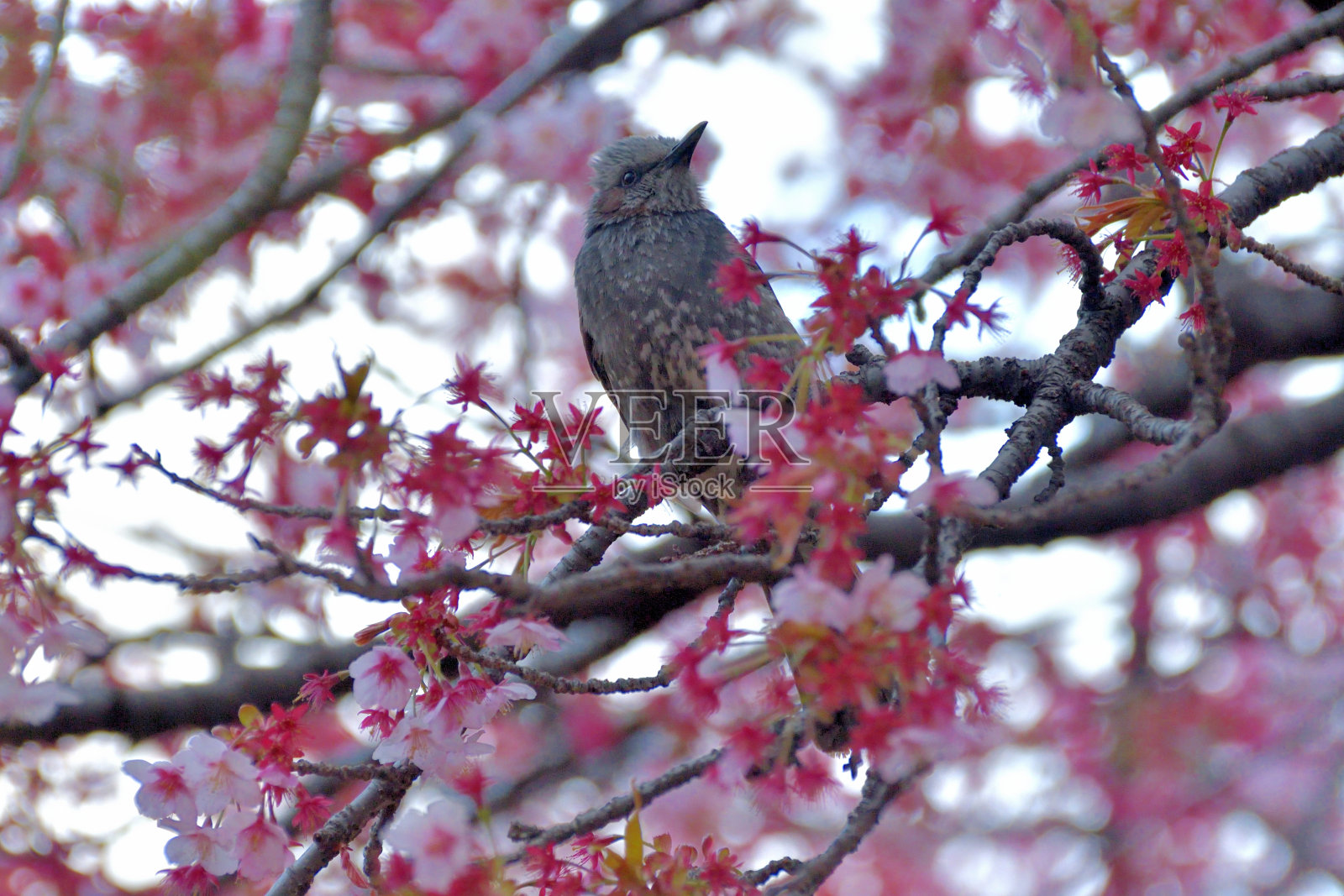 樱花和棕耳白耳照片摄影图片
