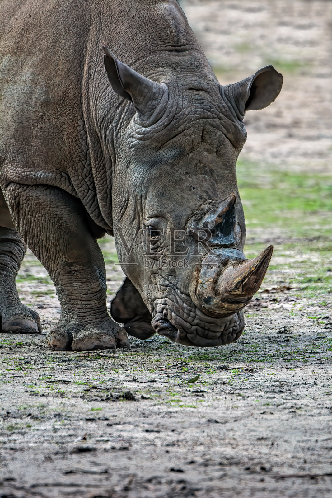 犀牛(犀科)照片摄影图片