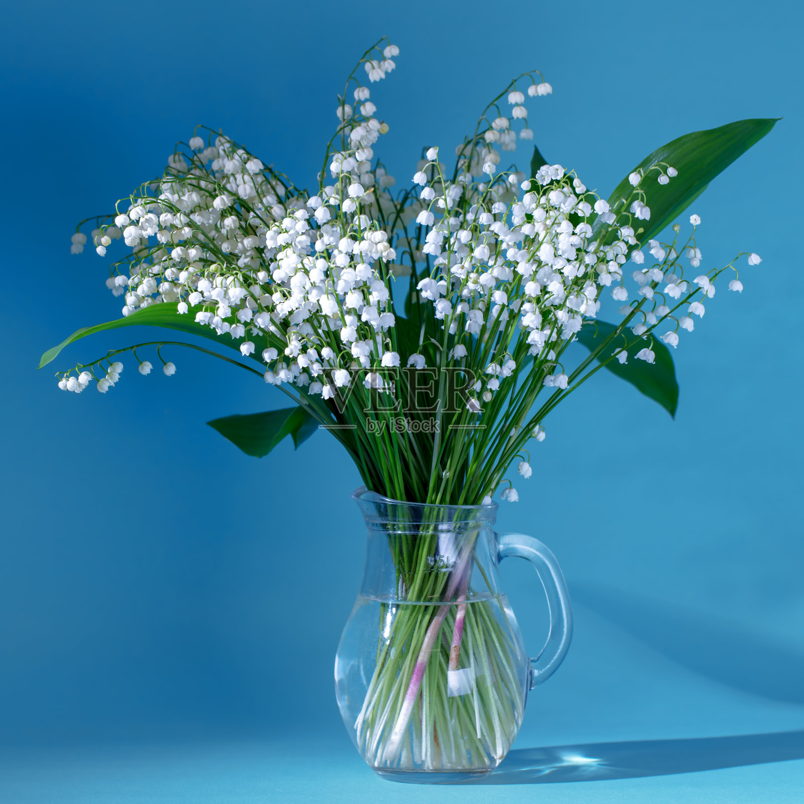 铃兰(铃兰)-在蓝色背景上的花瓶中的花束照片摄影图片
