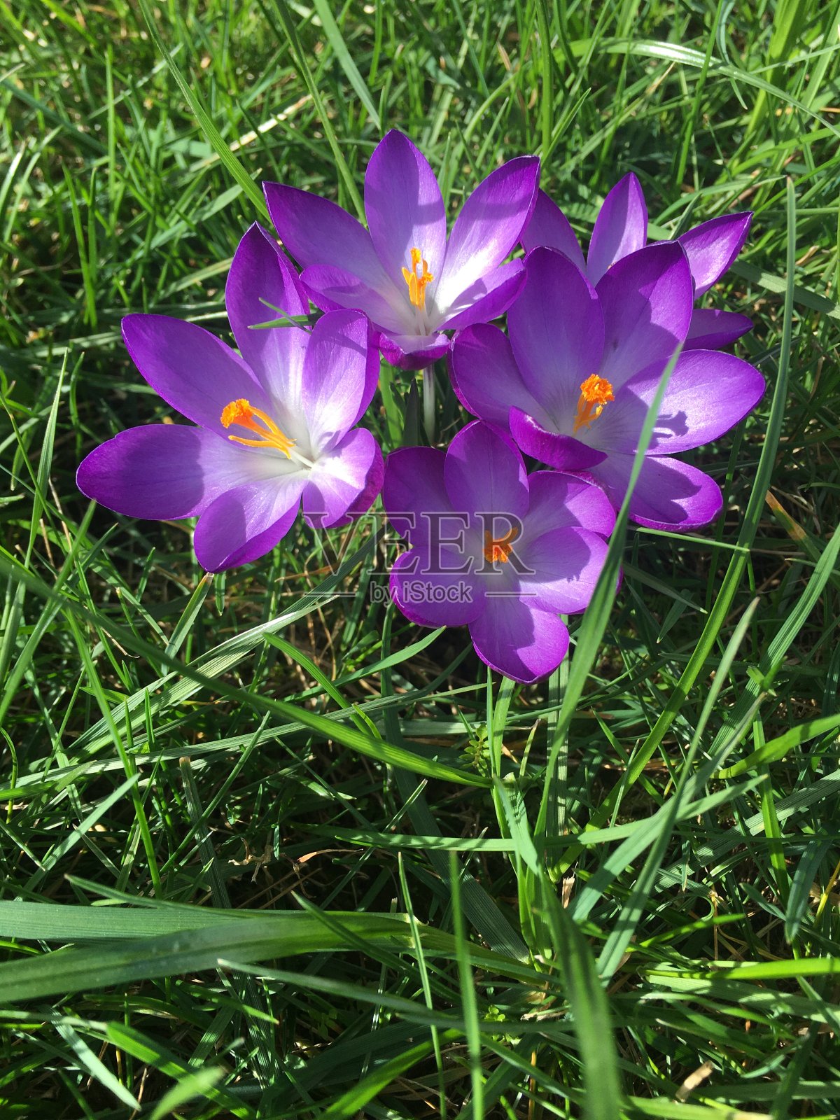 紫色的番红花和绿色的草照片摄影图片