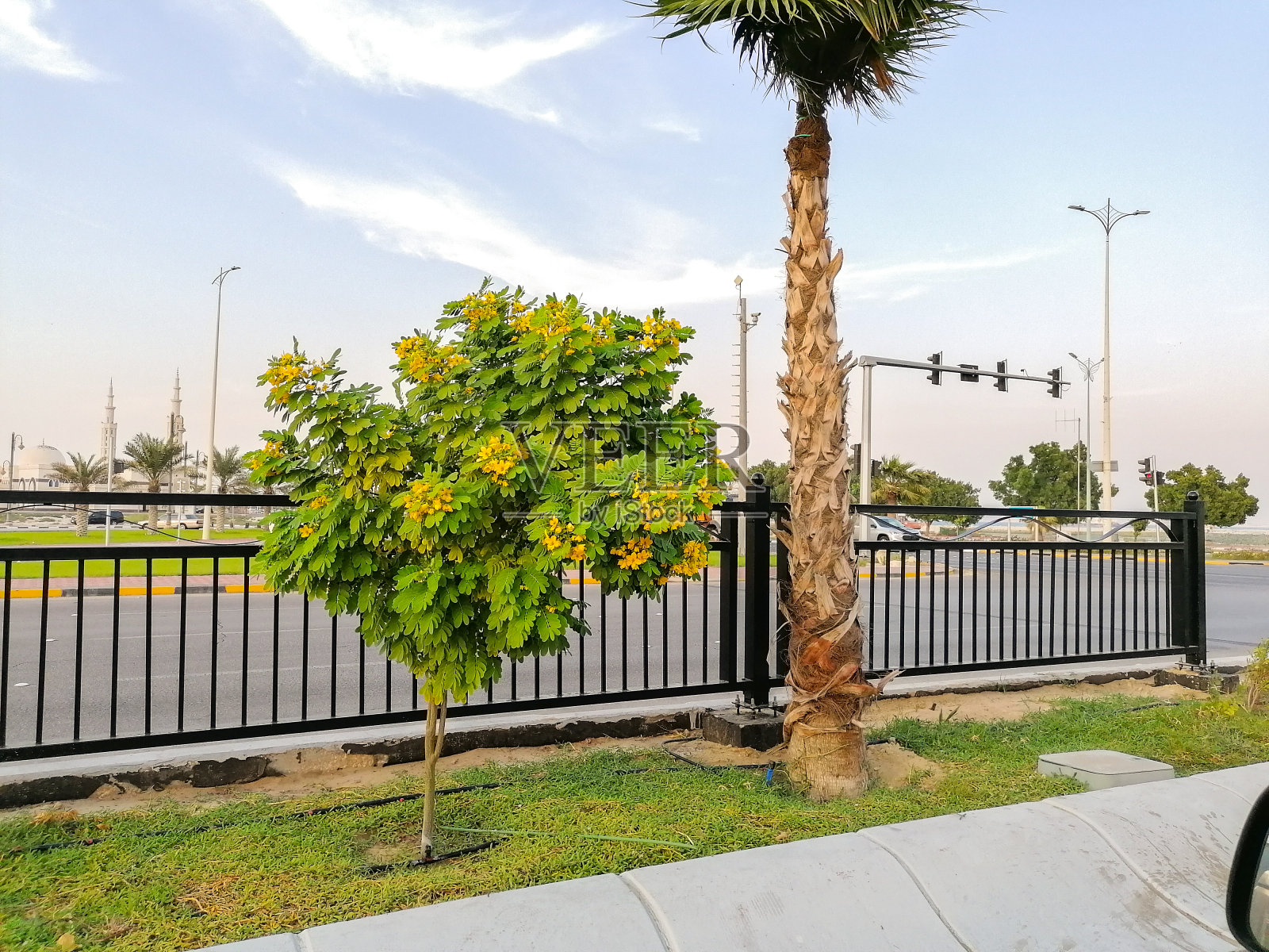 美丽的城市景观，路边有棕榈树照片摄影图片