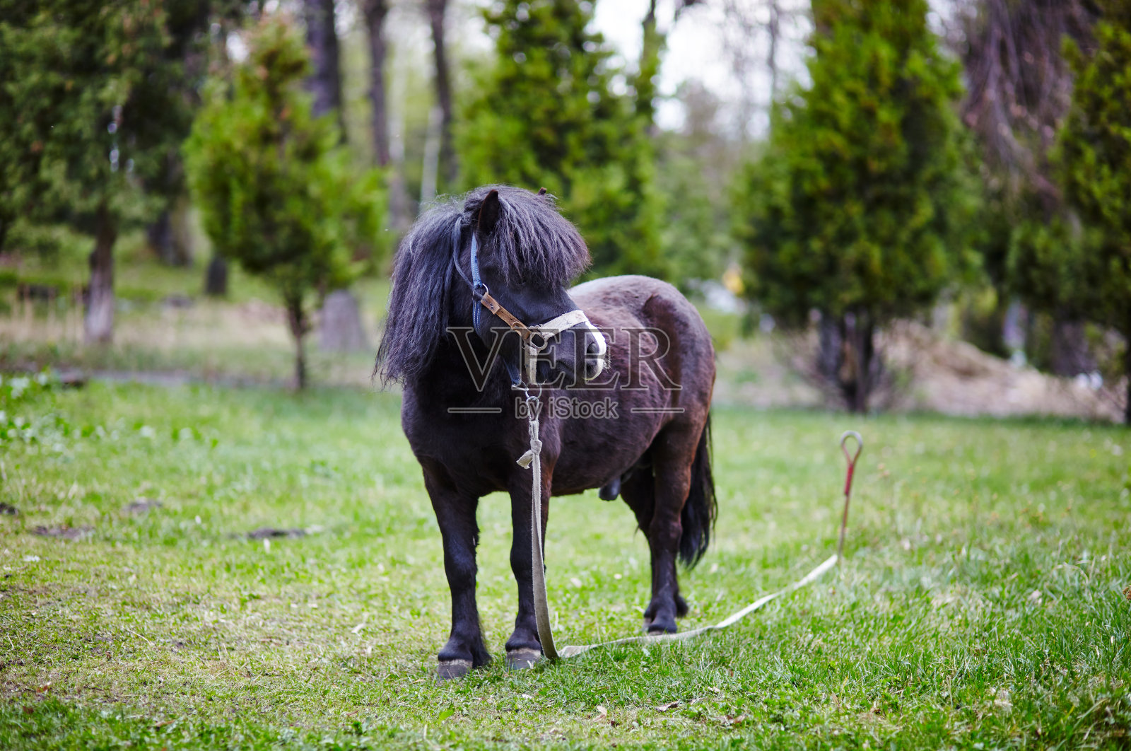 可爱的小马长着长长的鬃毛在自然公园里，享受着美好的天气，生活是美好的照片摄影图片