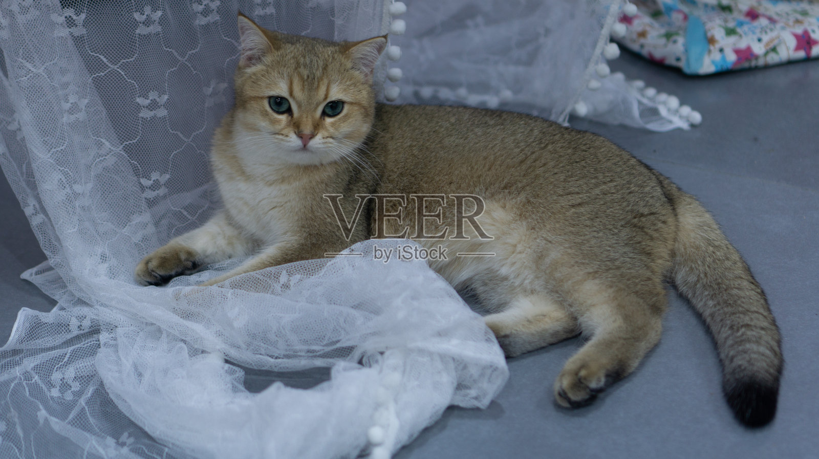 猫的下午茶照片摄影图片