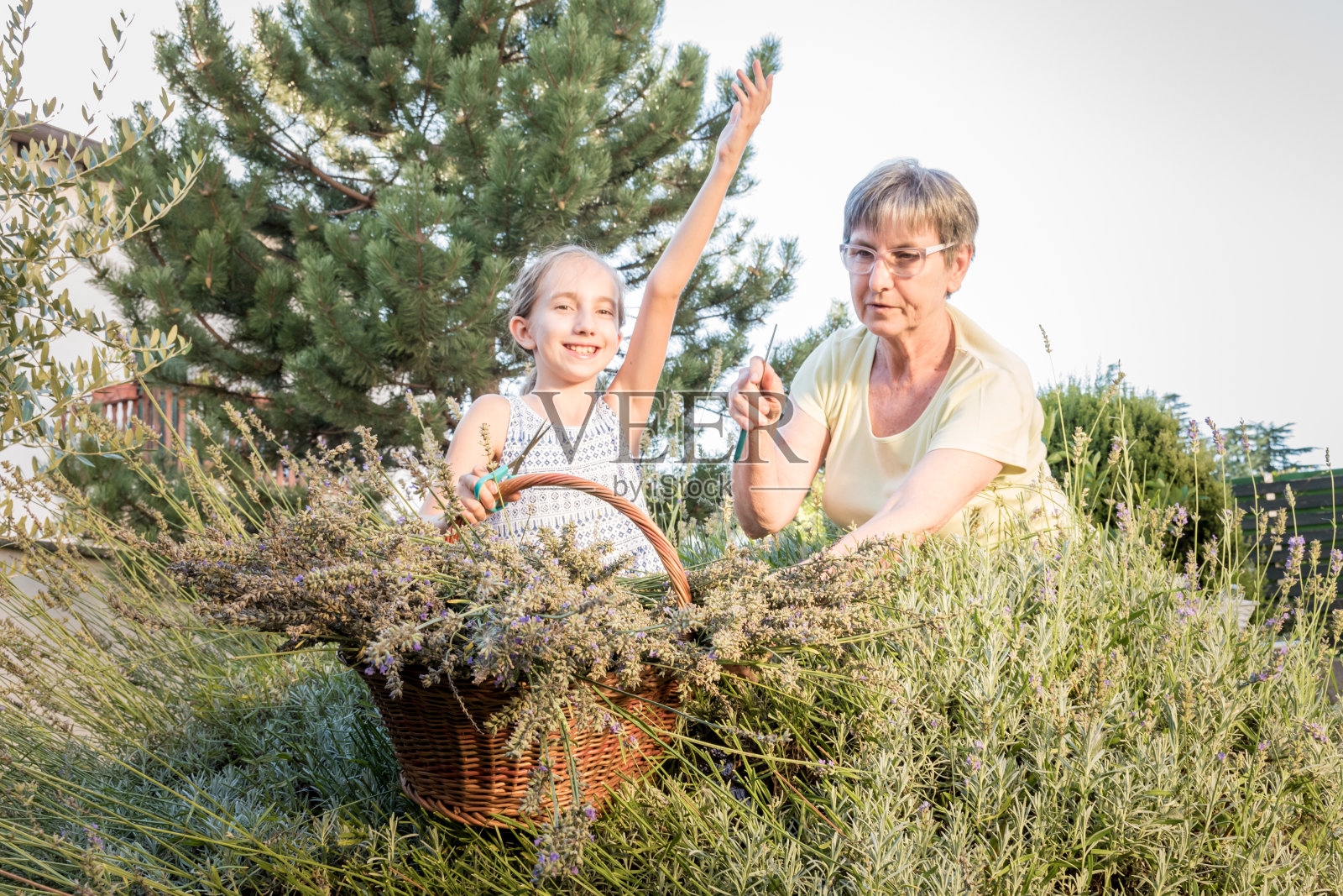 和奶奶一起摘薰衣草也很有趣照片摄影图片