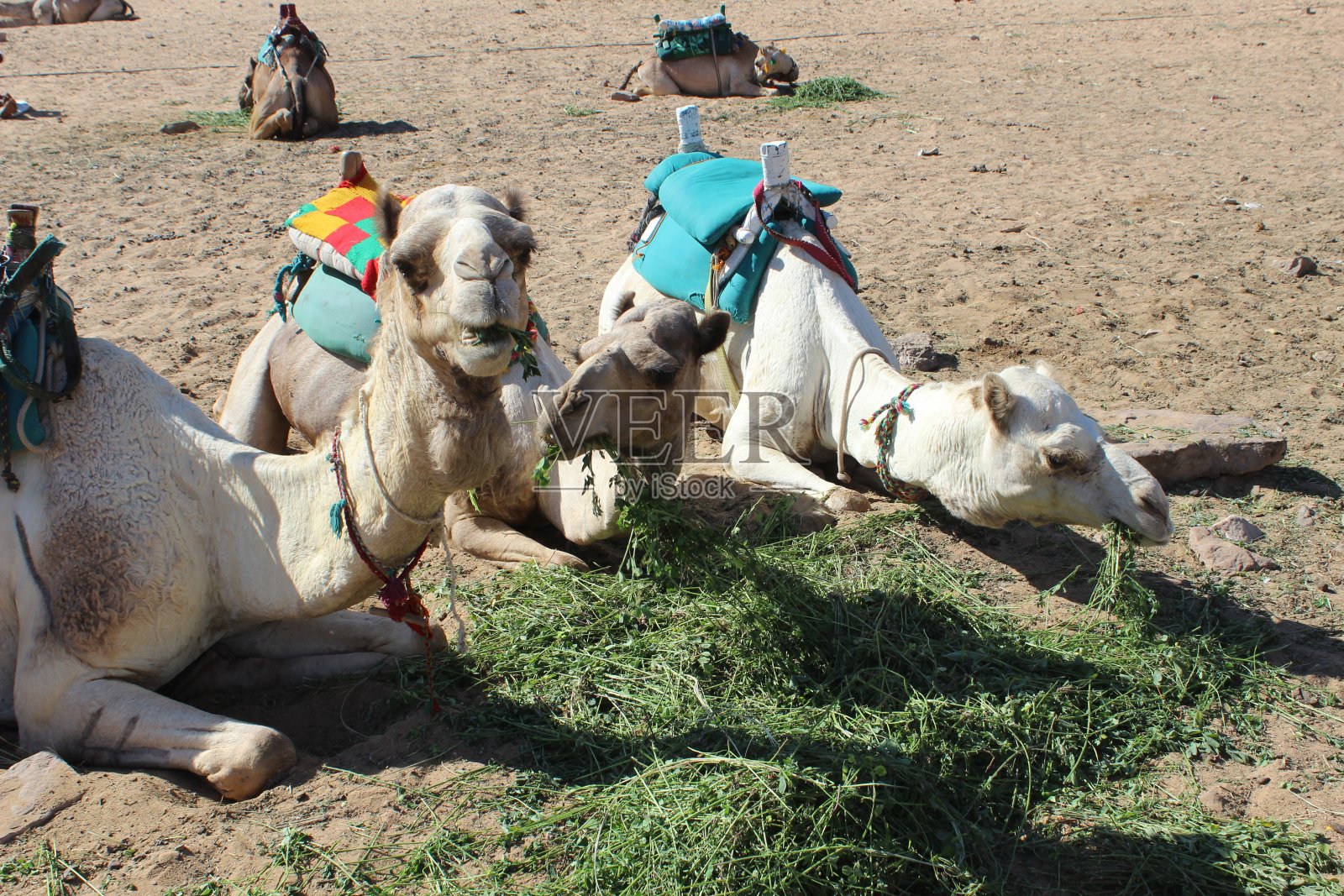三只有趣的骆驼在沙滩上休息并吃着三叶草照片摄影图片