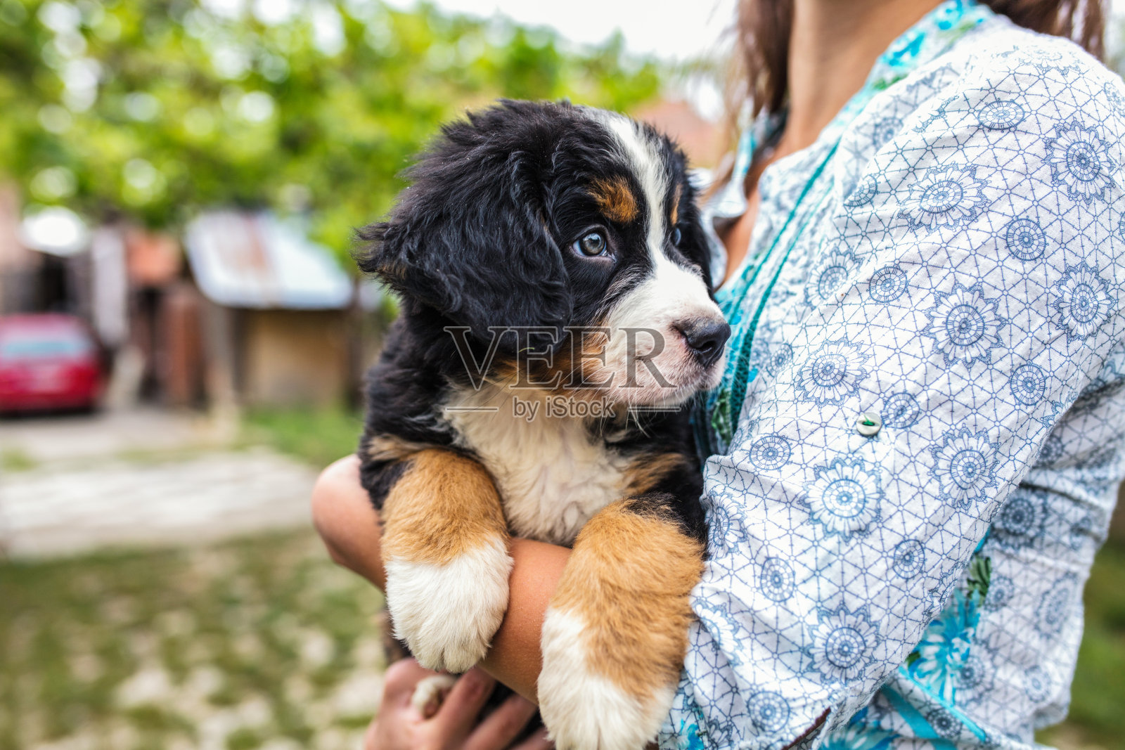 年轻女人和可爱的小狗照片摄影图片