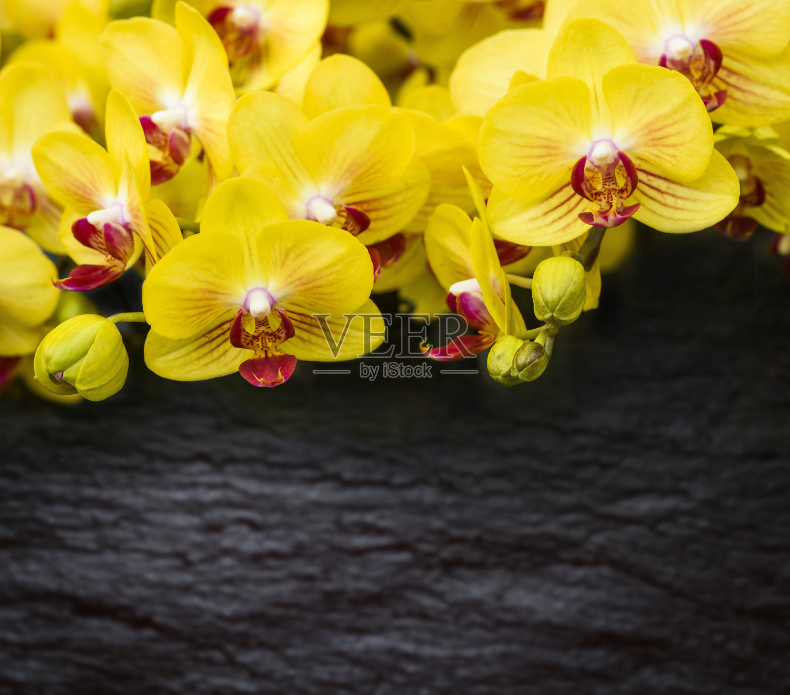 兰花花与黑色大理石纹理背景照片摄影图片