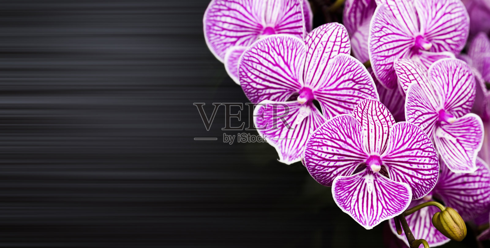 黑色背景的兰花照片摄影图片