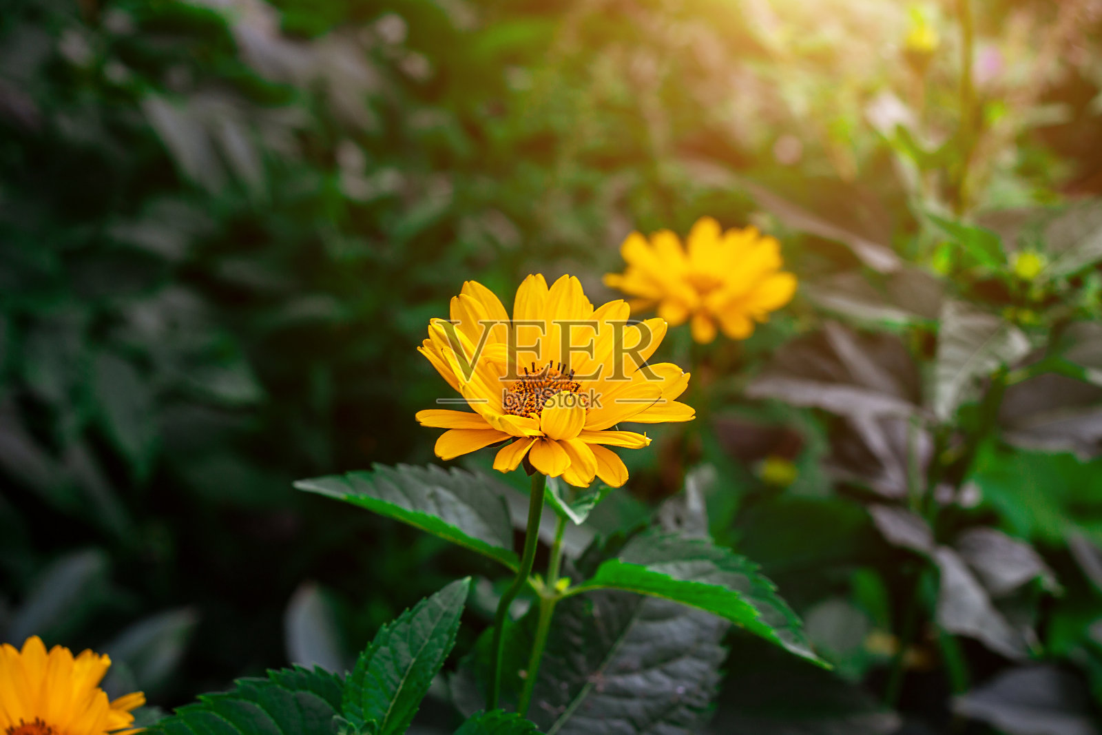 太阳花(假向日葵)在春天和夏天的花园里开花，叶子是绿色的。照片摄影图片