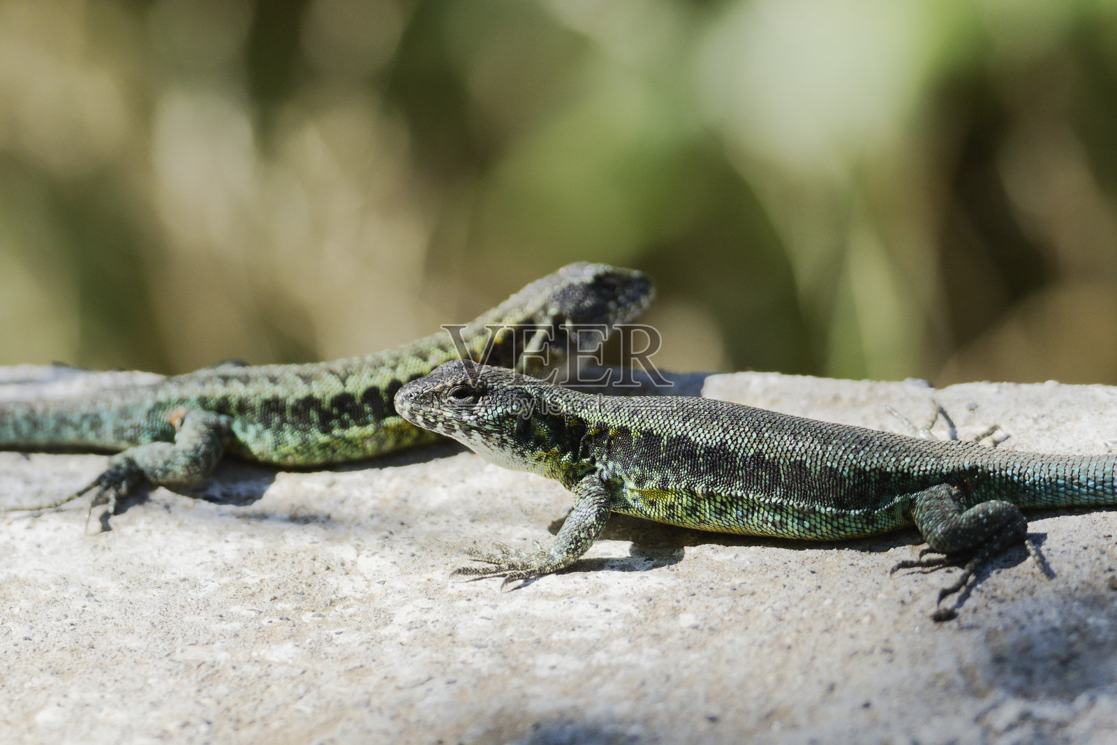 两只雄性彩绘树蜥蜴在领土争端中互相评估对方照片摄影图片
