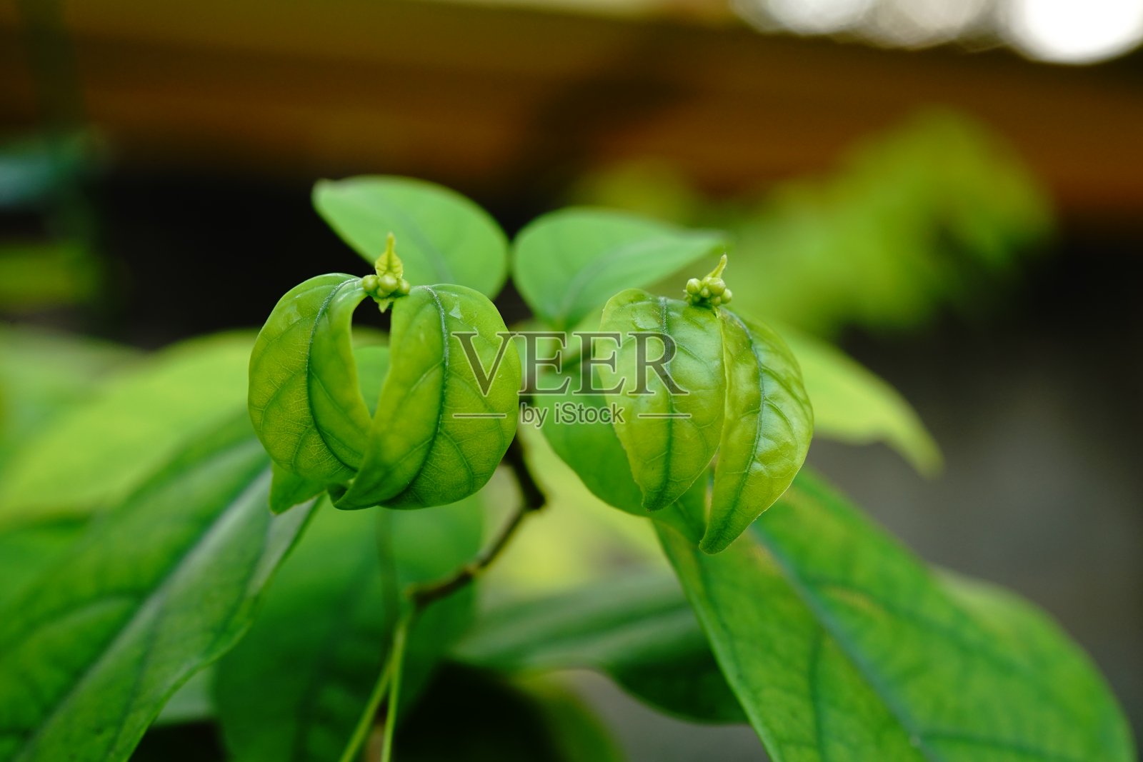 在自然中闭合美丽的叶子照片摄影图片