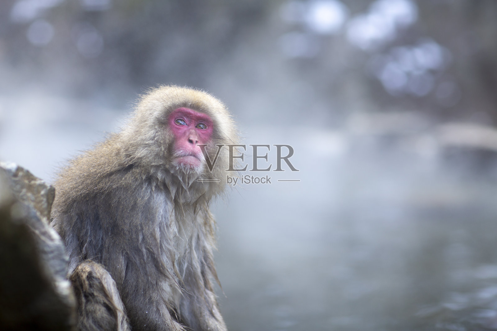 温泉里的野生猴子照片摄影图片