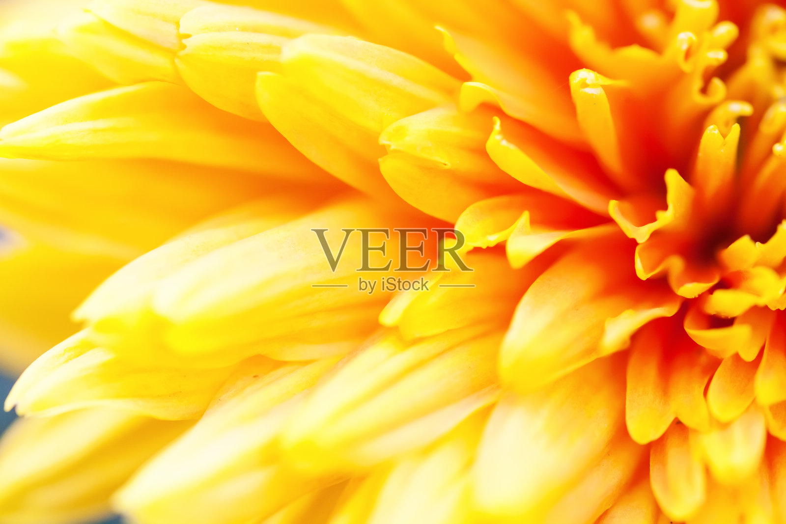 黄色花朵以柔和的风格作背景照片摄影图片