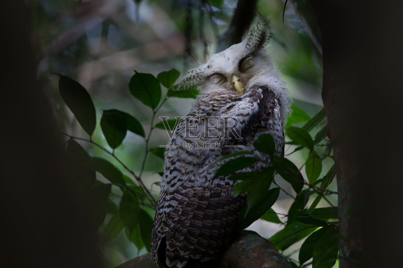 幼年斑腹雕鸮(斑腹雕鸮)照片摄影图片