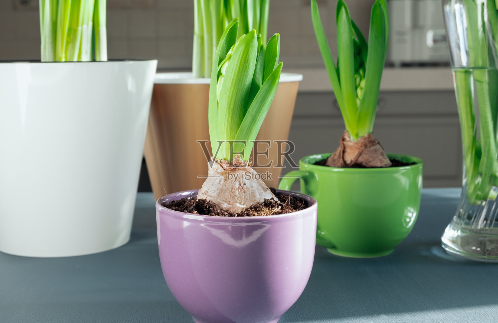 在阳光明媚的日子里，在舒适的厨房里种植球茎植物照片摄影图片