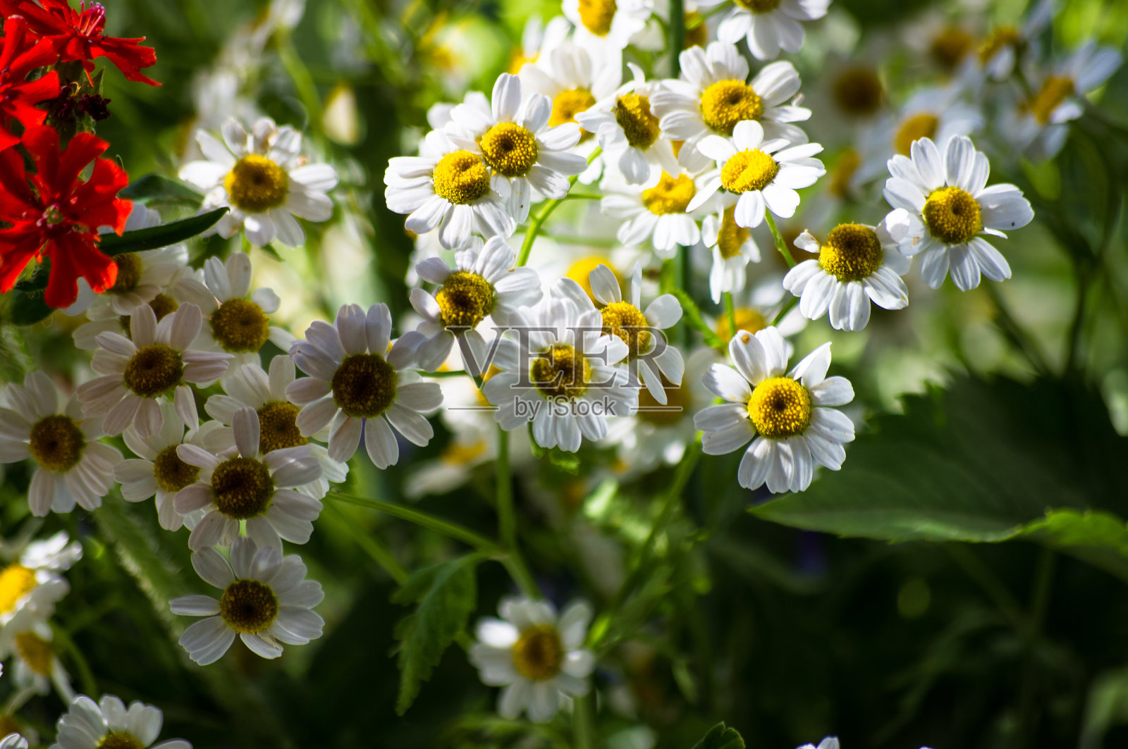 盛开的甘菊，美丽的自然风光，夏日背景，选择性聚焦照片摄影图片
