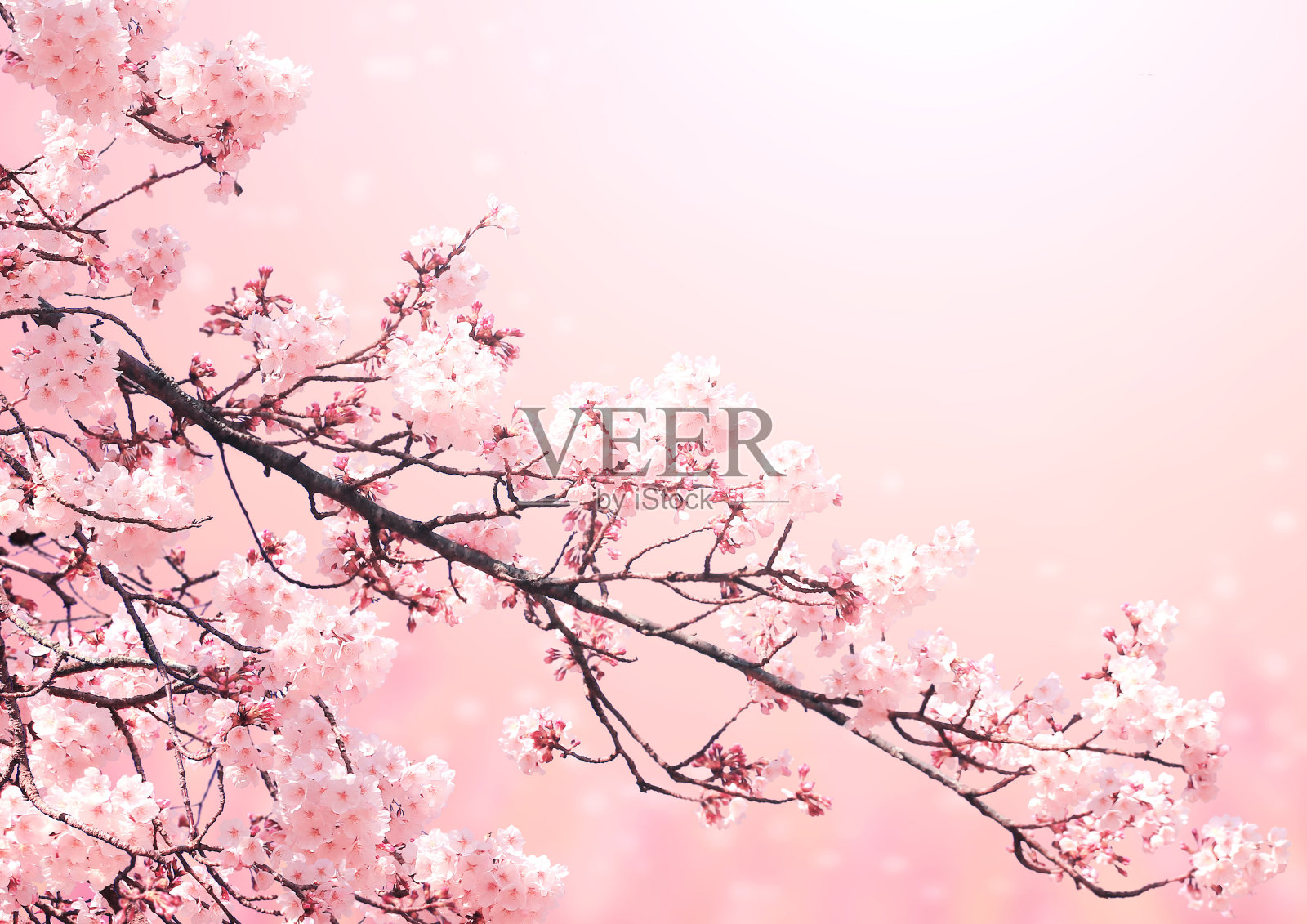 美丽神奇的樱花春景照片摄影图片