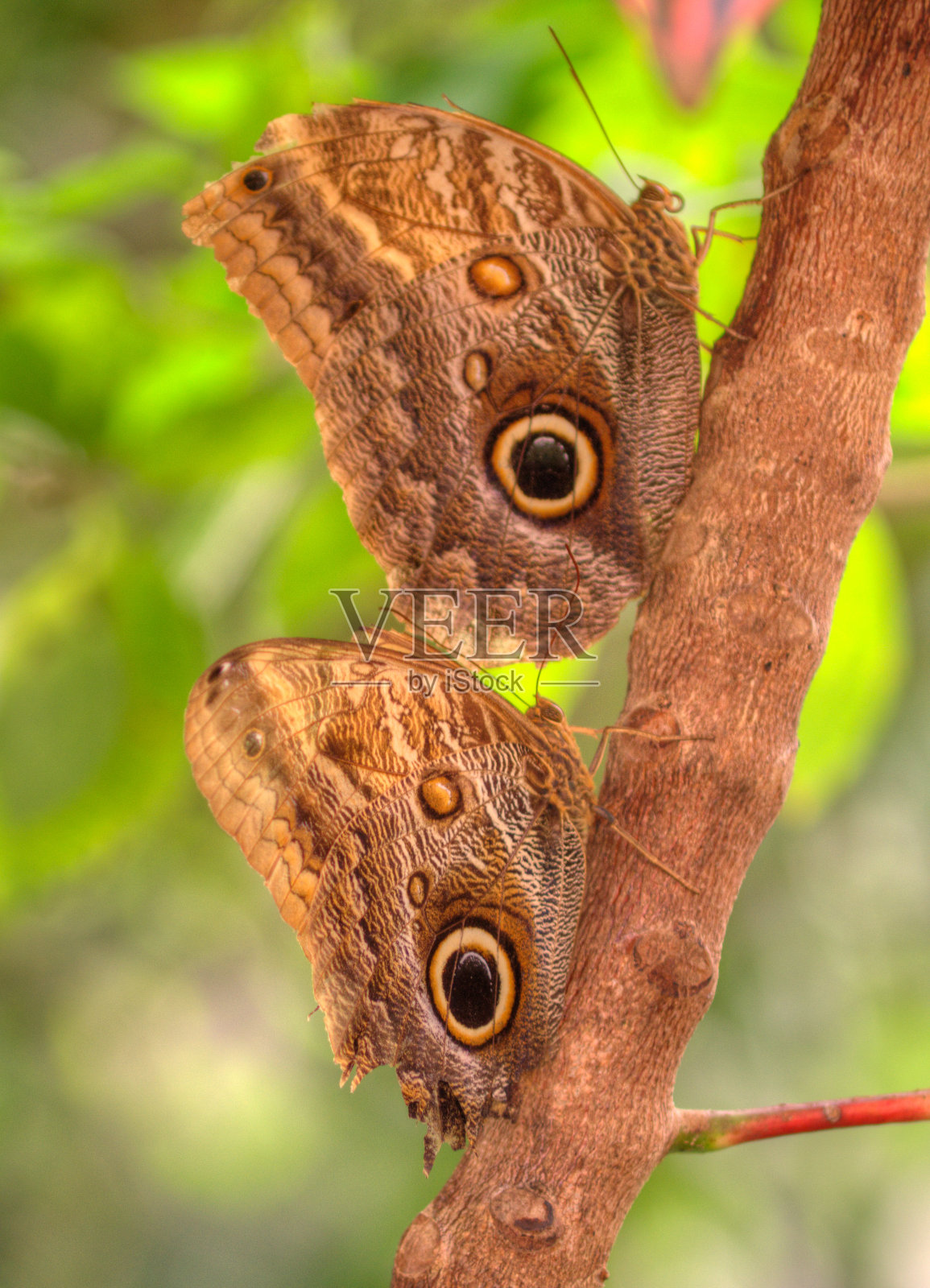 利蓝色莫托照片摄影图片