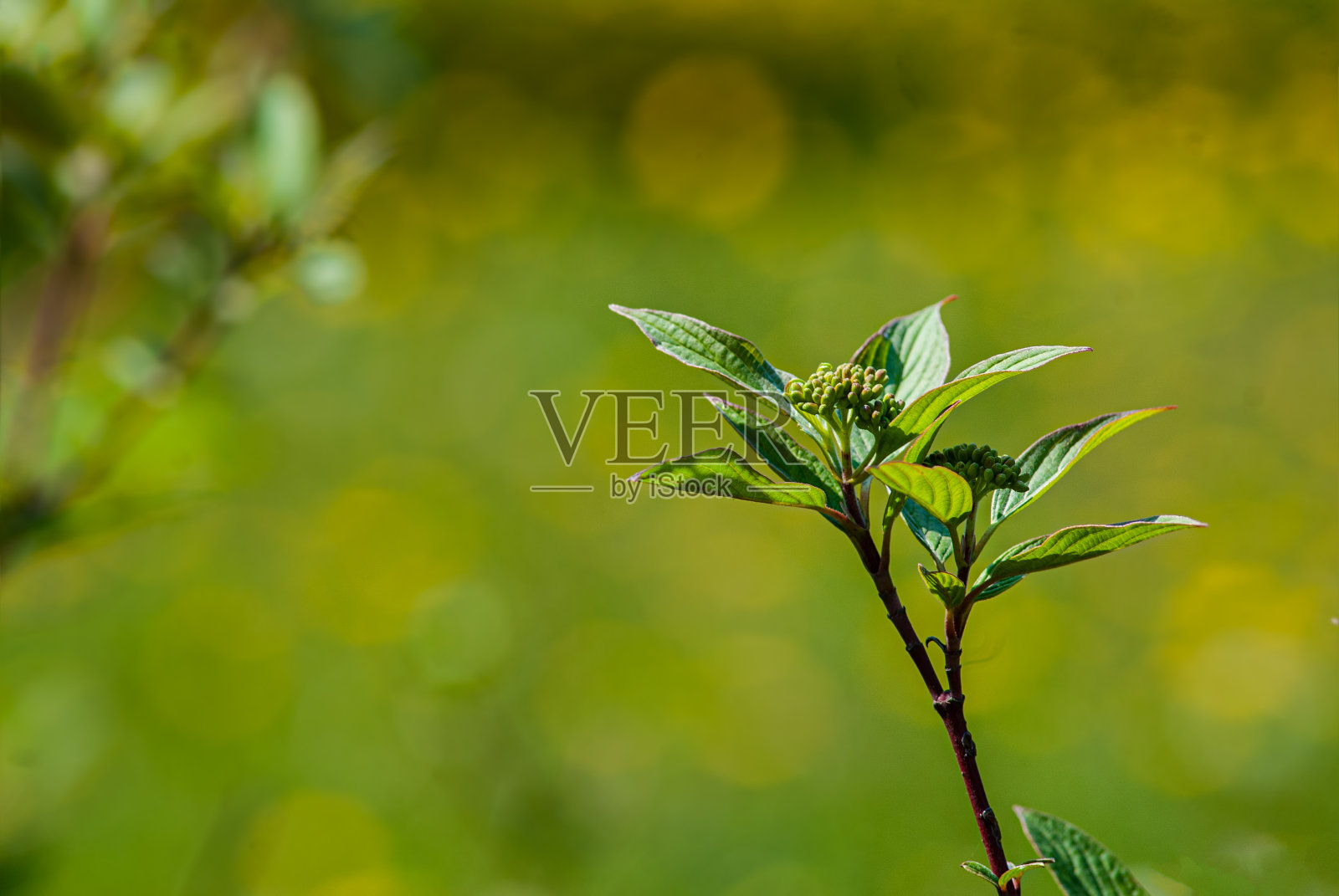 一片模糊的绿色背景上的灌木树枝上的叶子。照片摄影图片