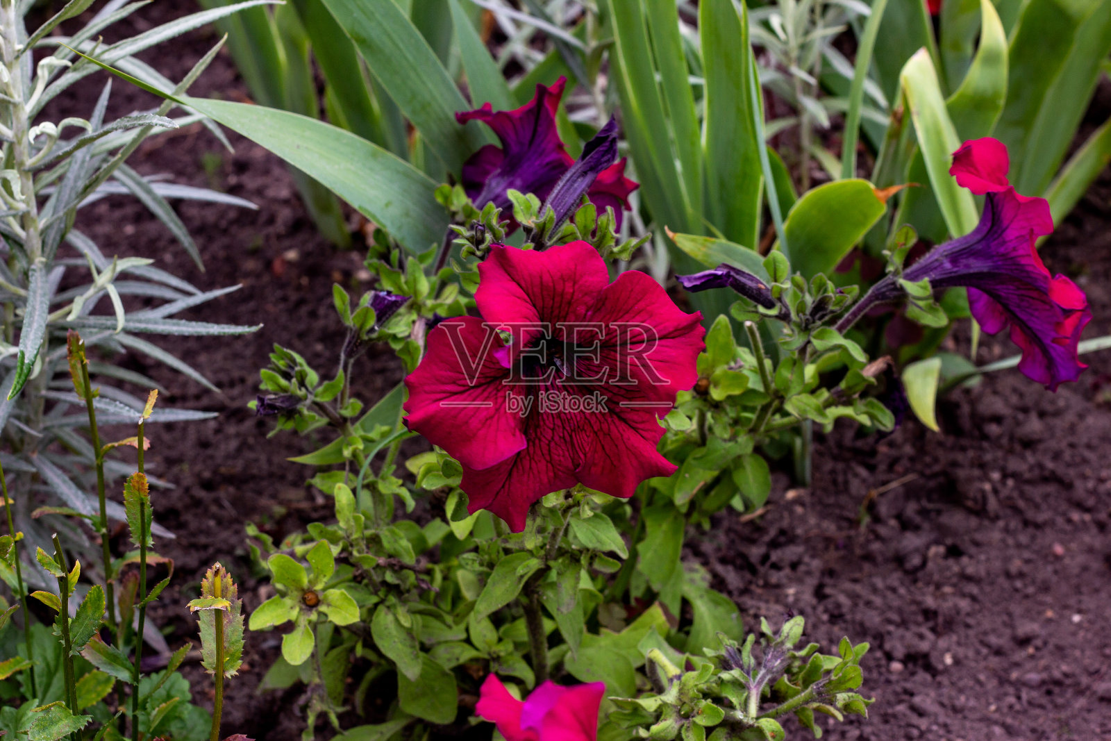 在春天和夏天，亮粉色的矮牵牛花带着绿色的叶子在花园里盛开。照片摄影图片
