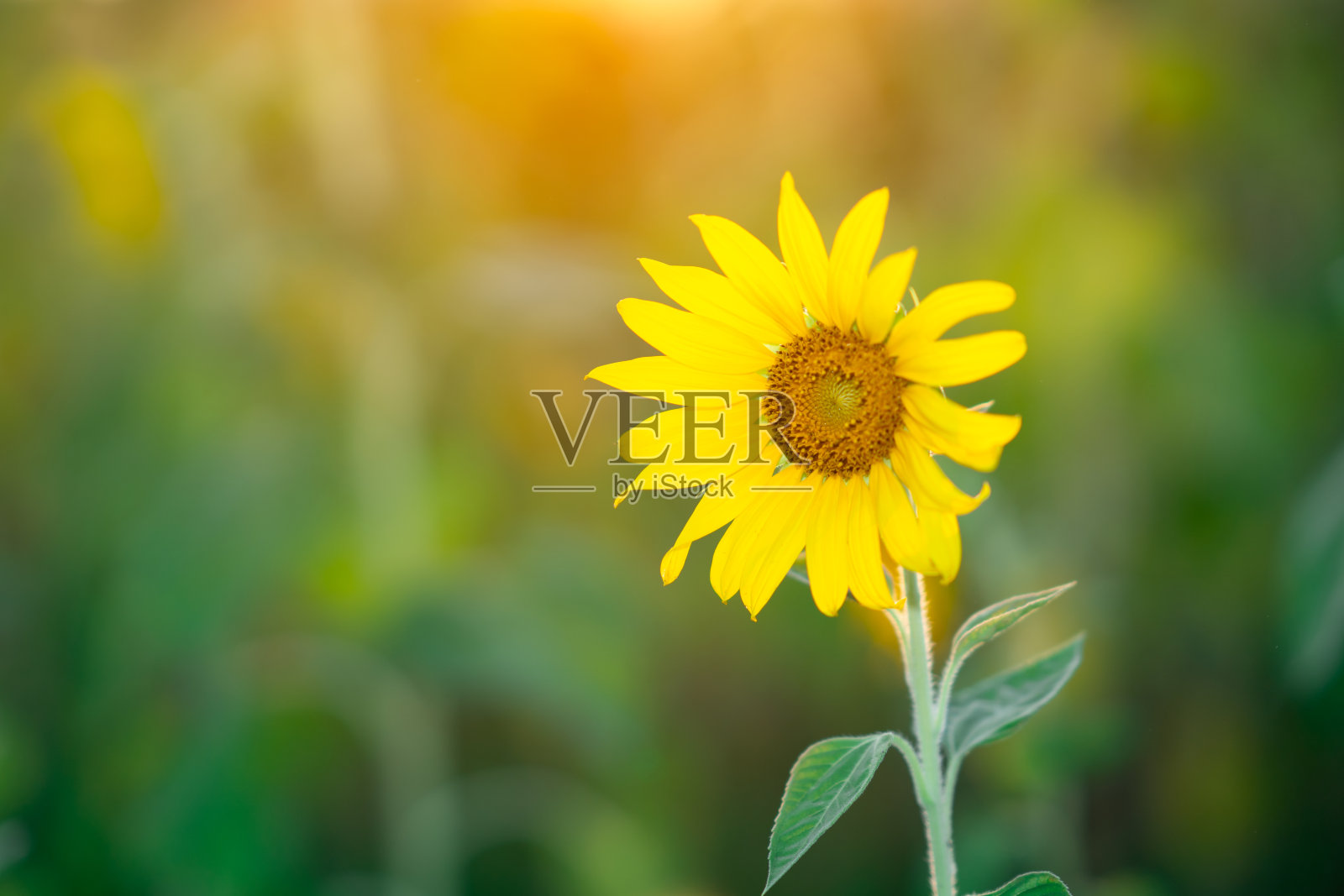 向日葵在日落照片摄影图片