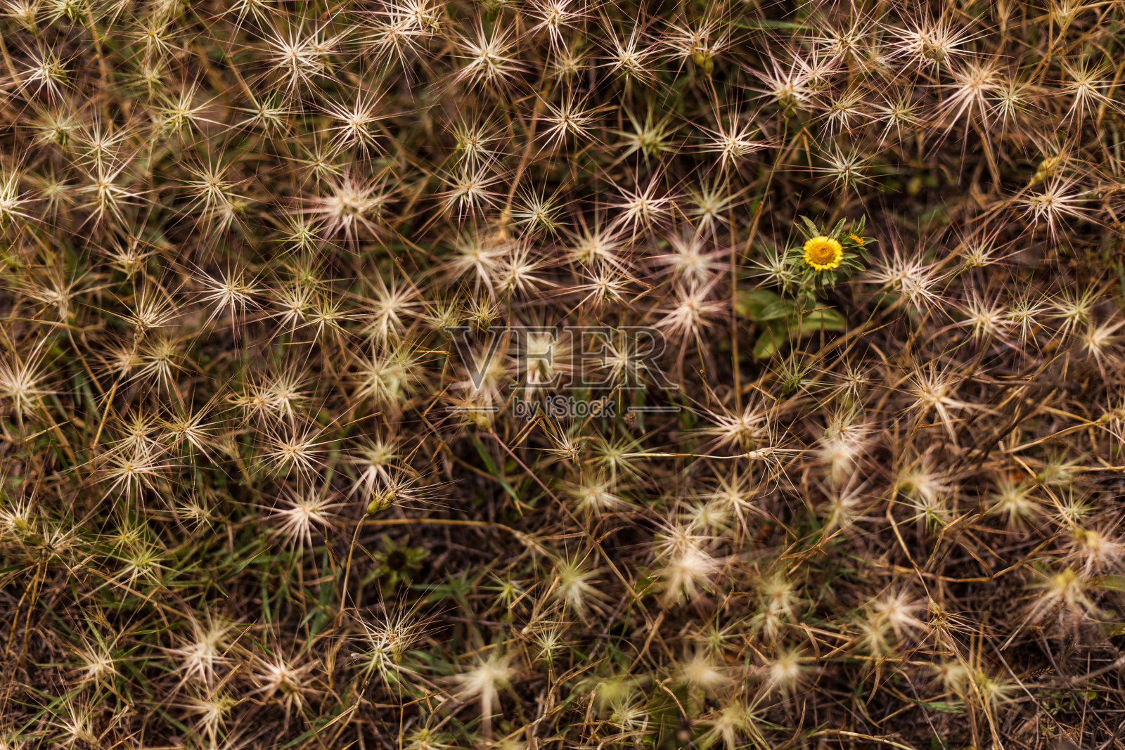 田野里的花照片摄影图片