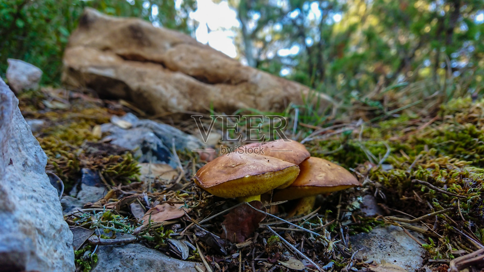 森林里有三个棕色的蘑菇照片摄影图片