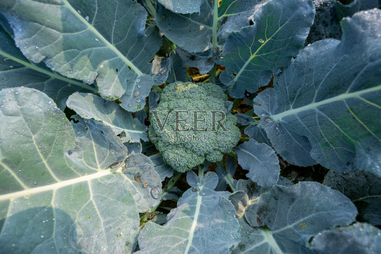 健康有机西兰花植株菜园特写俯视图照片摄影图片